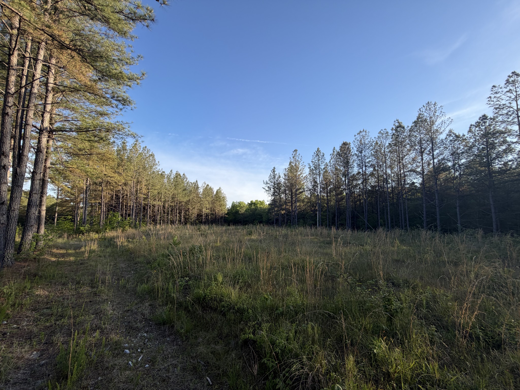 0 Black Bear Lane Sunbright TN 37872