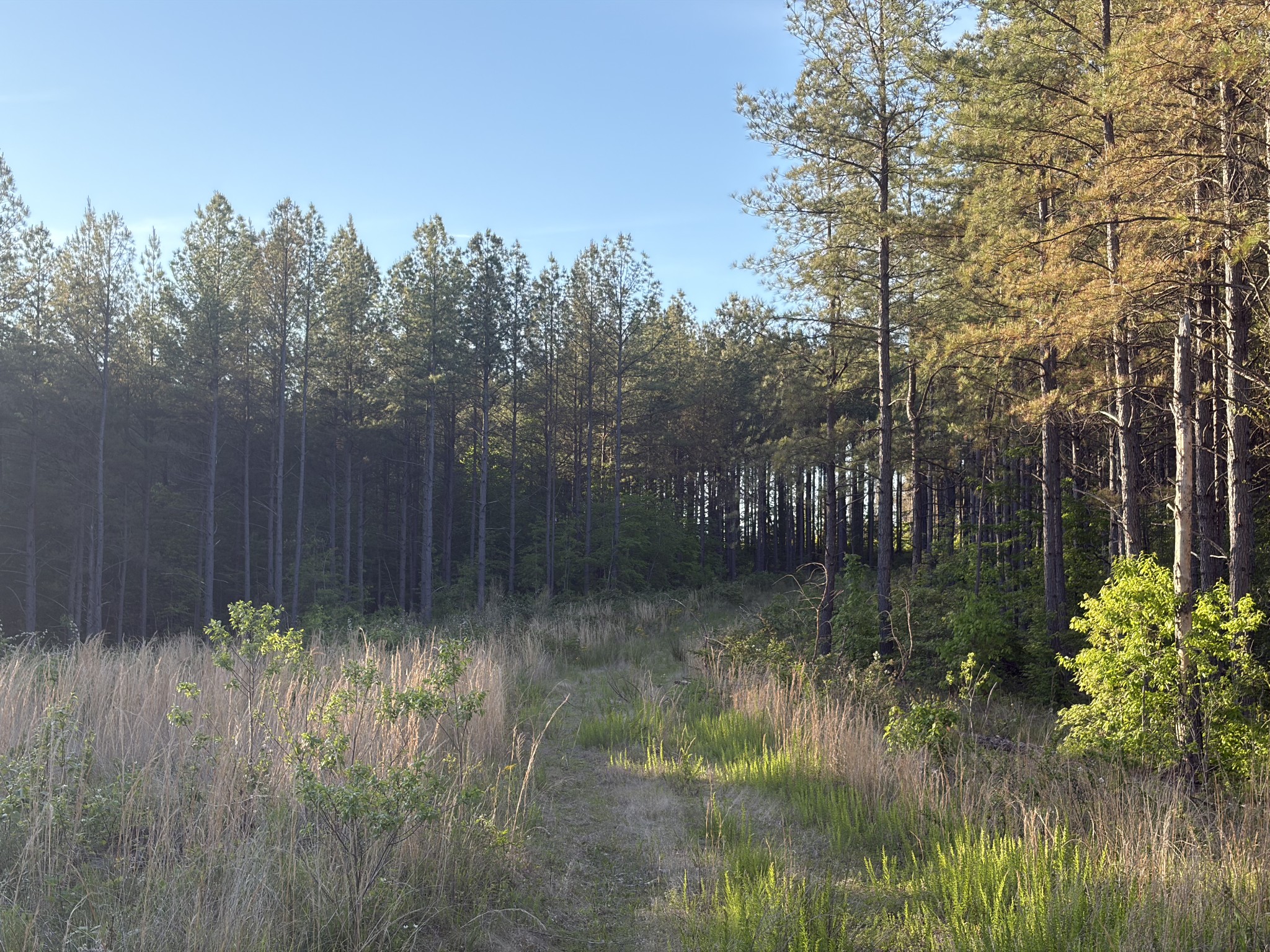 0 Black Bear Lane Sunbright TN 37872