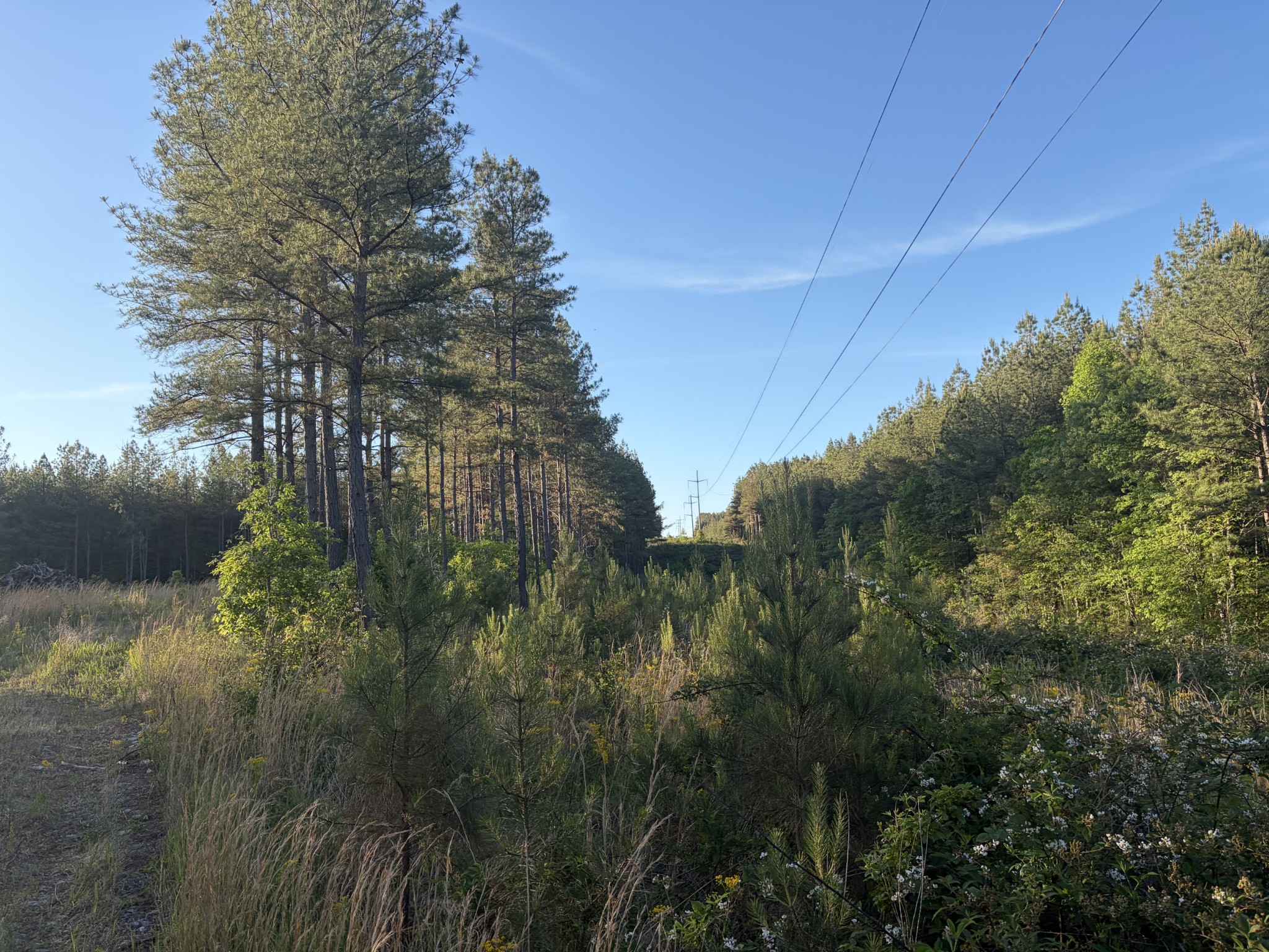 0 Black Bear Lane Sunbright TN 37872