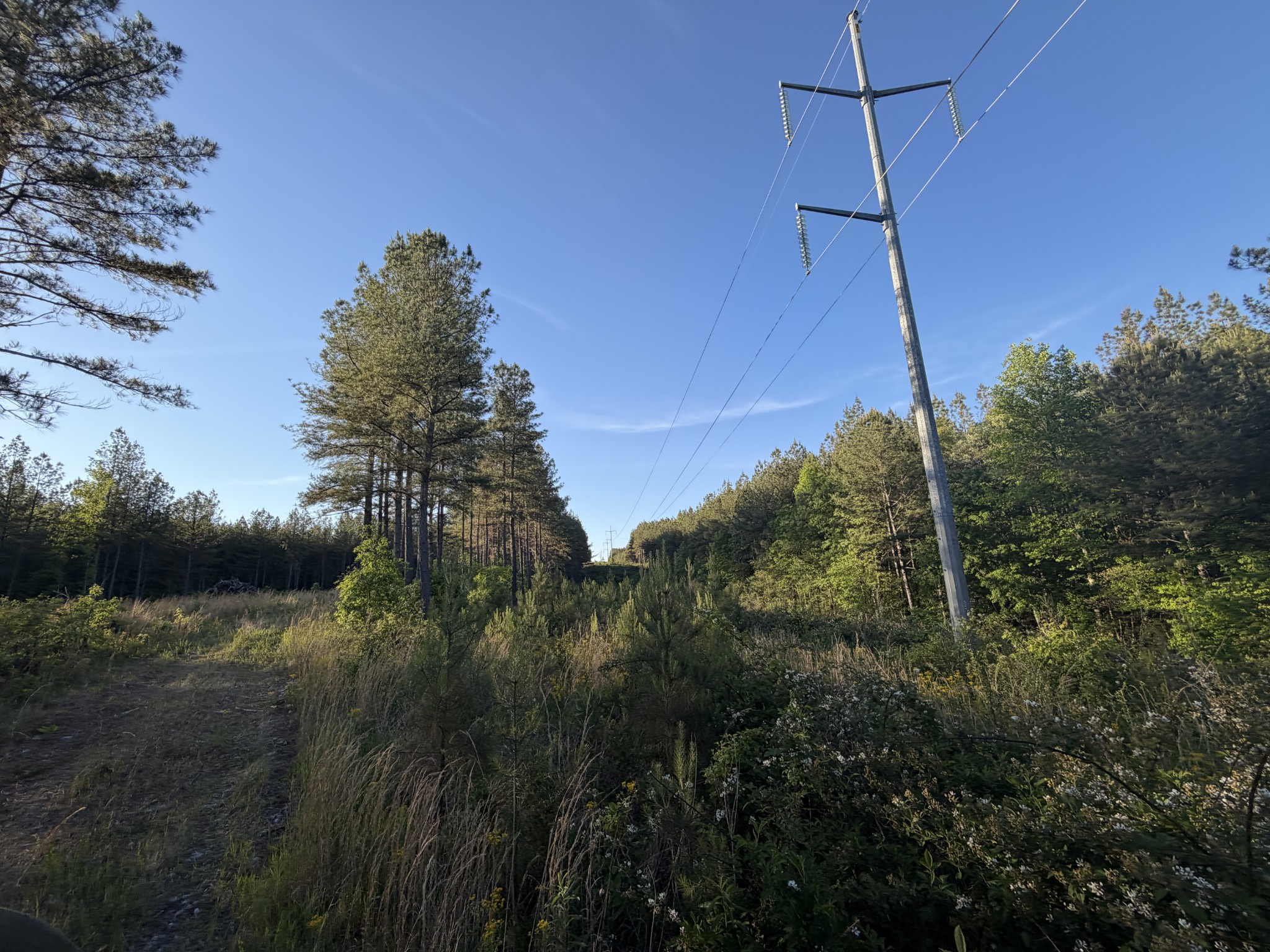 0 Black Bear Lane Sunbright TN 37872