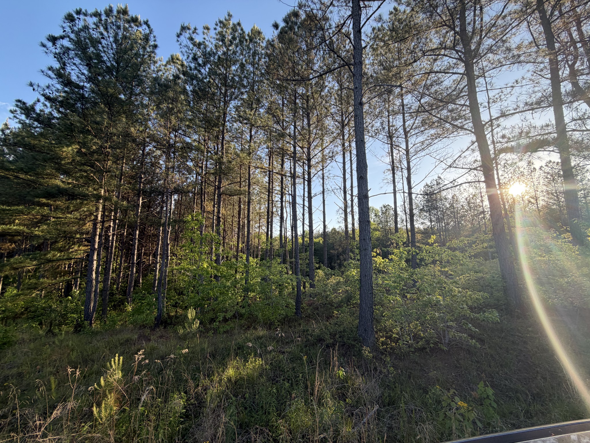 0 Black Bear Lane Sunbright TN 37872