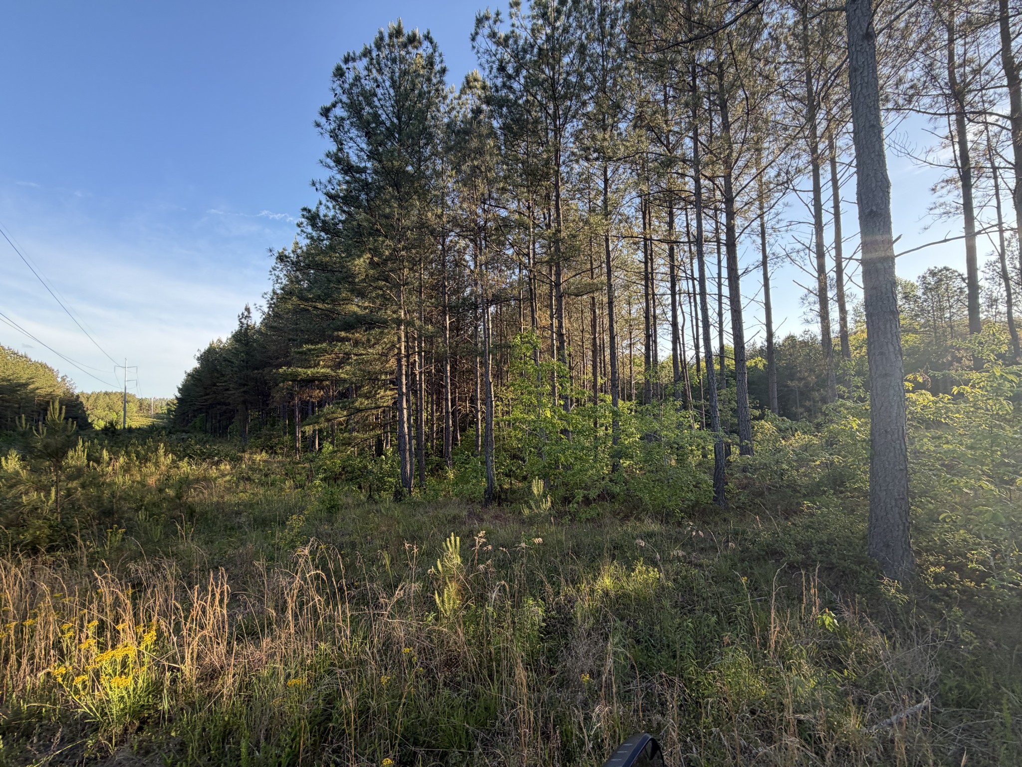 0 Black Bear Lane Sunbright TN 37872