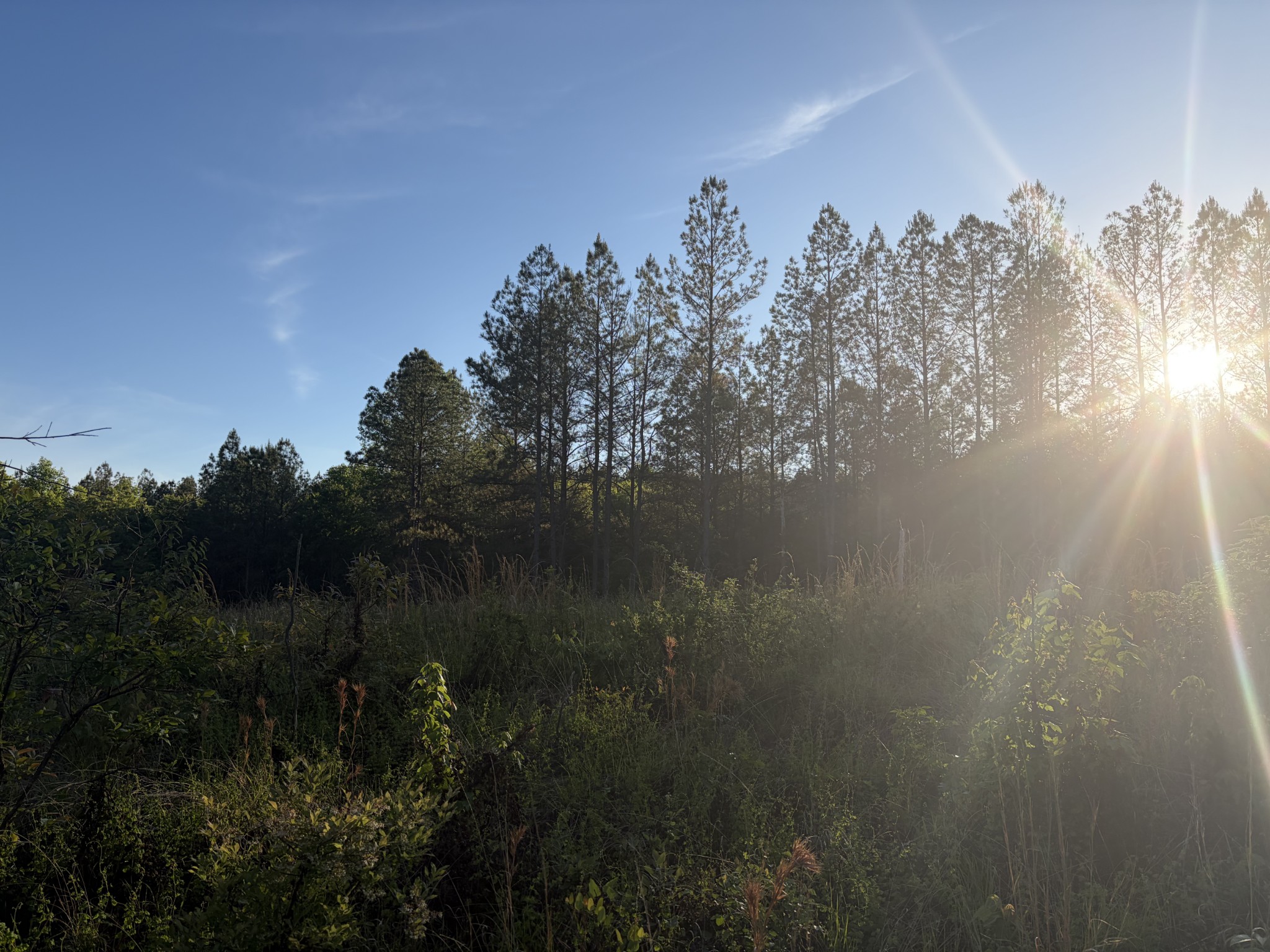 0 Black Bear Lane Sunbright TN 37872