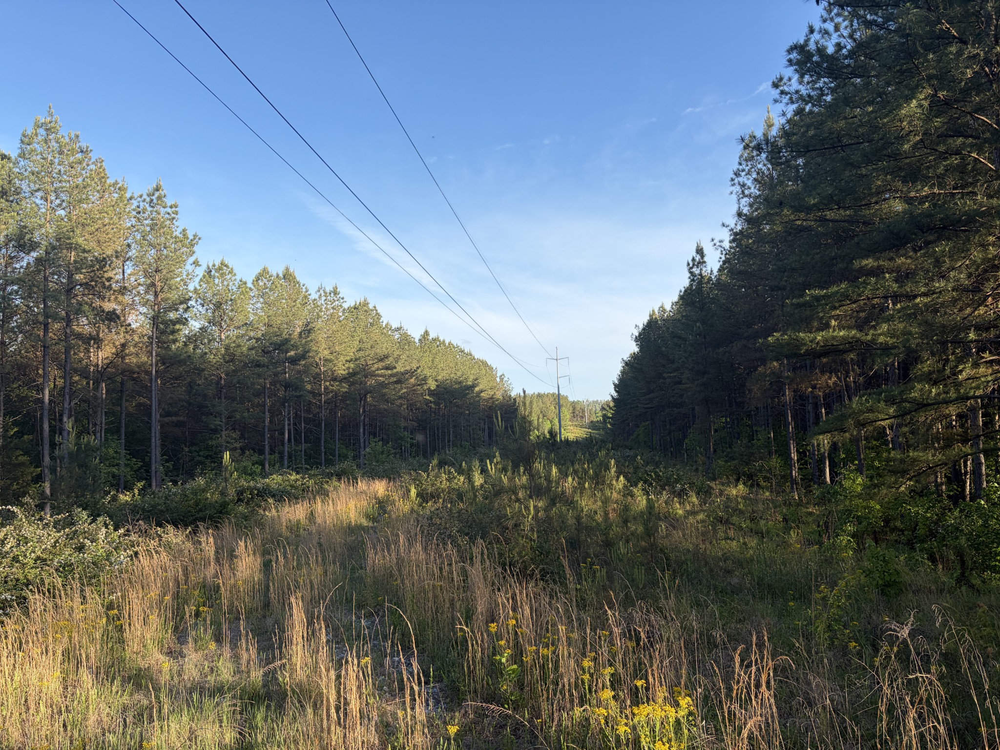 0 Black Bear Lane Sunbright TN 37872