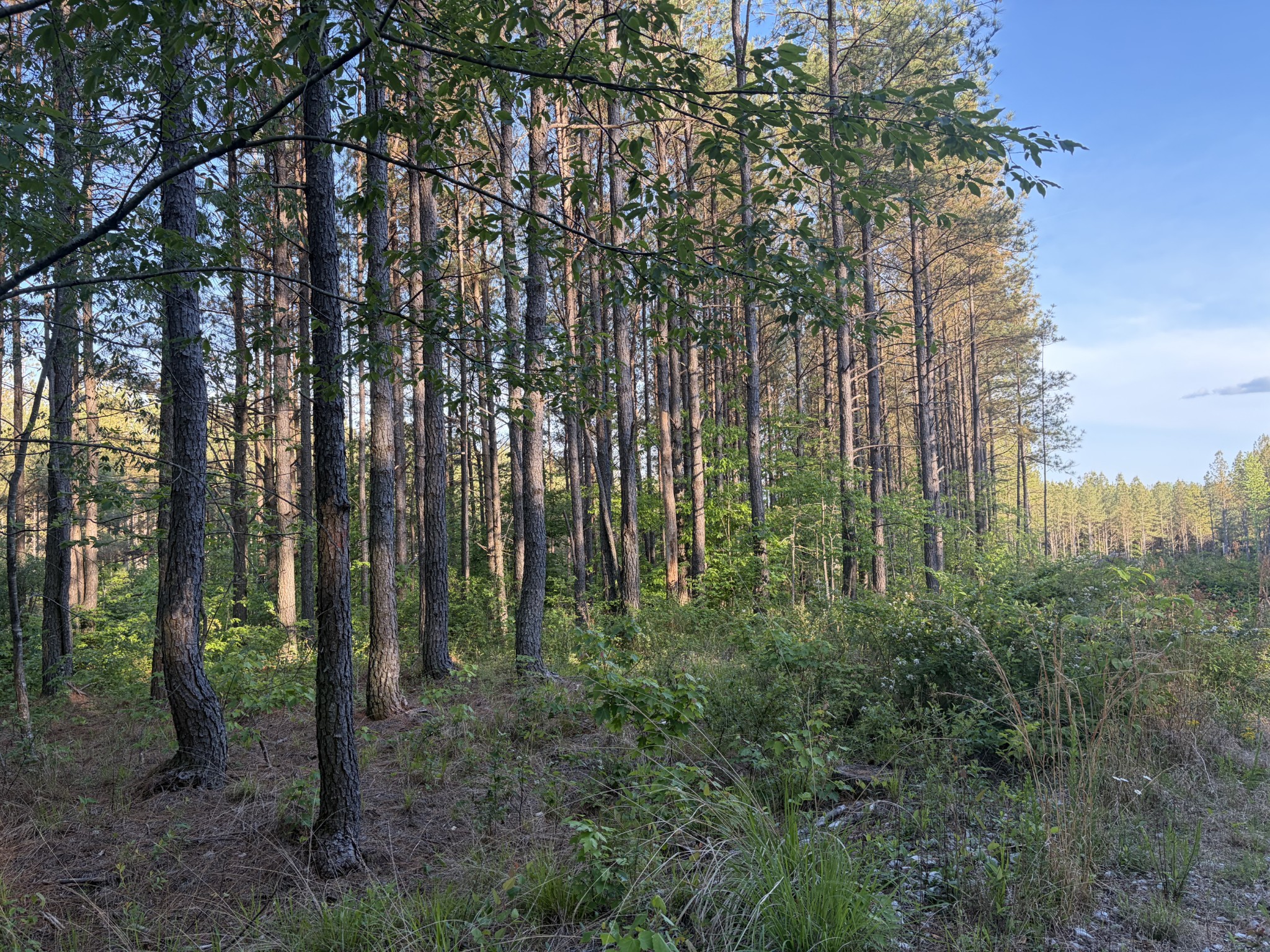 0 Black Bear Lane Sunbright TN 37872