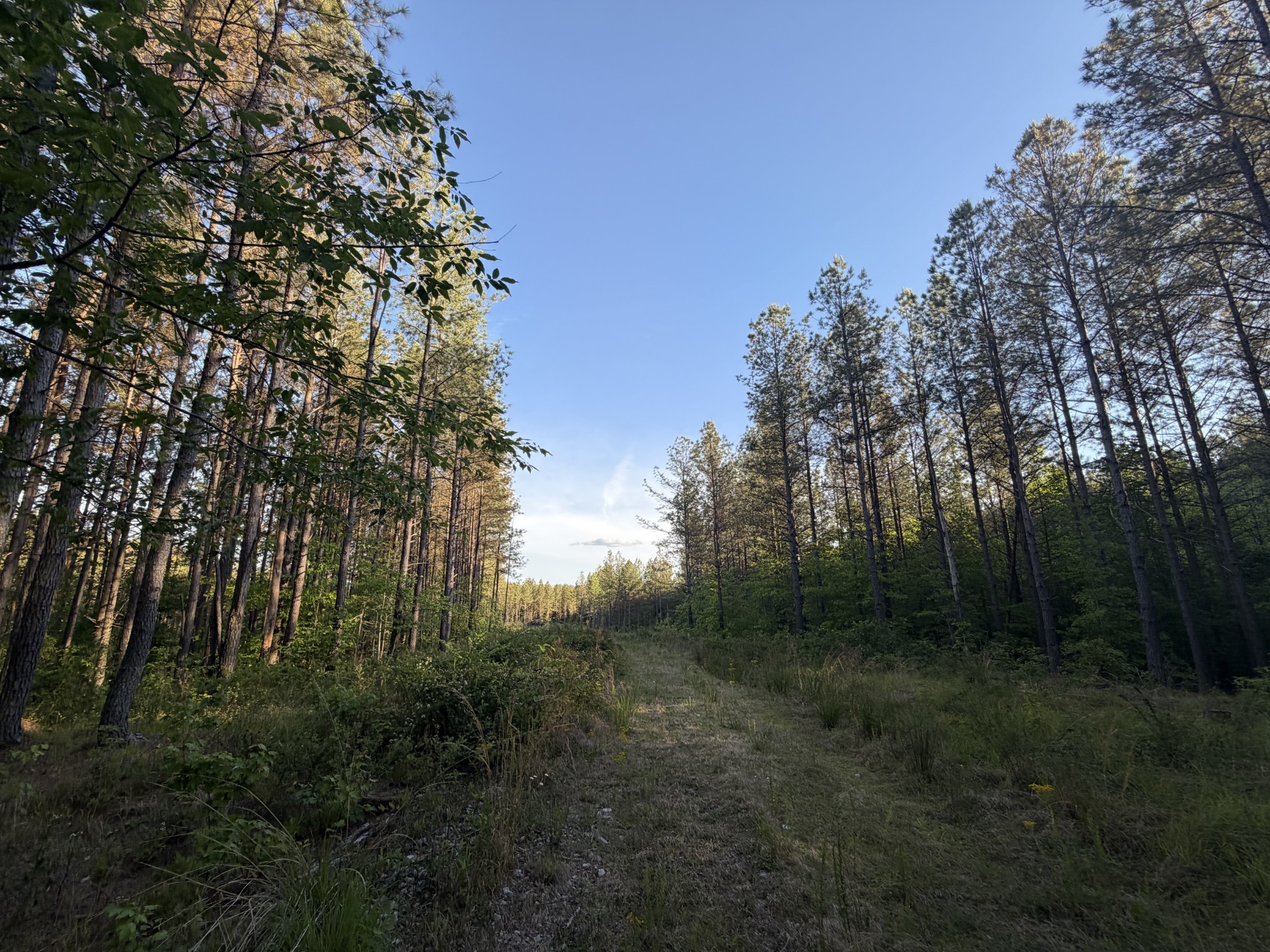 0 Black Bear Lane Sunbright TN 37872