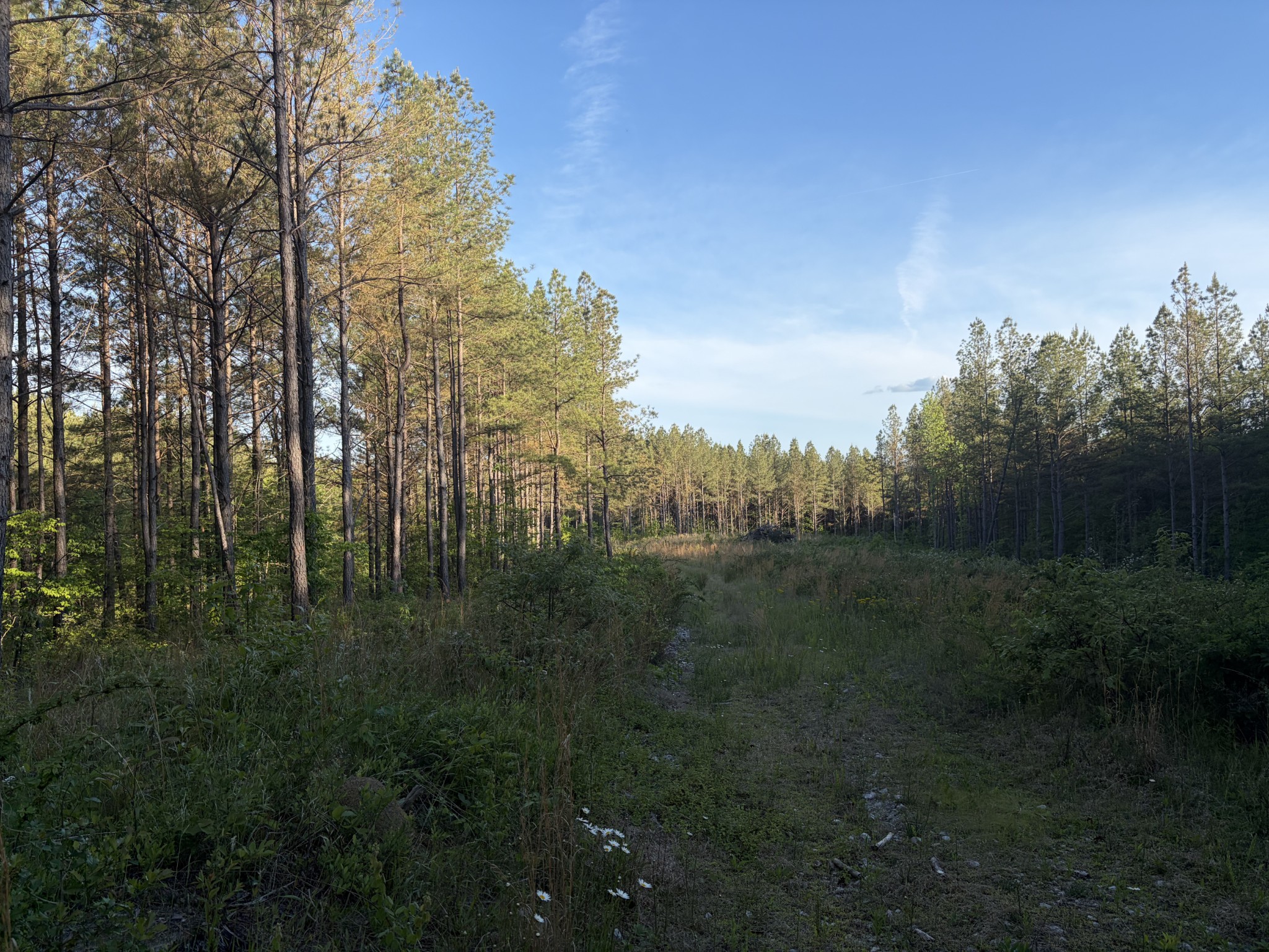 0 Black Bear Lane Sunbright TN 37872