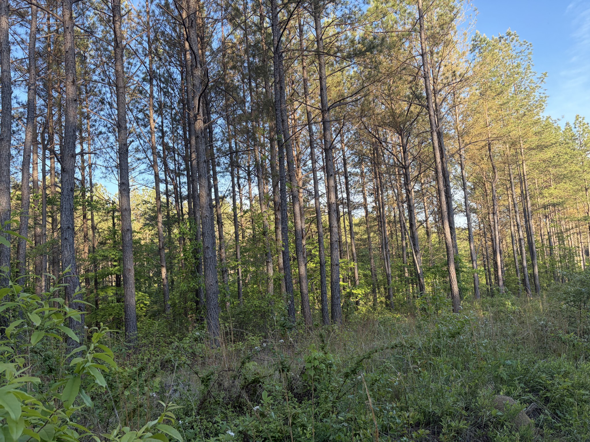 0 Black Bear Lane Sunbright TN 37872