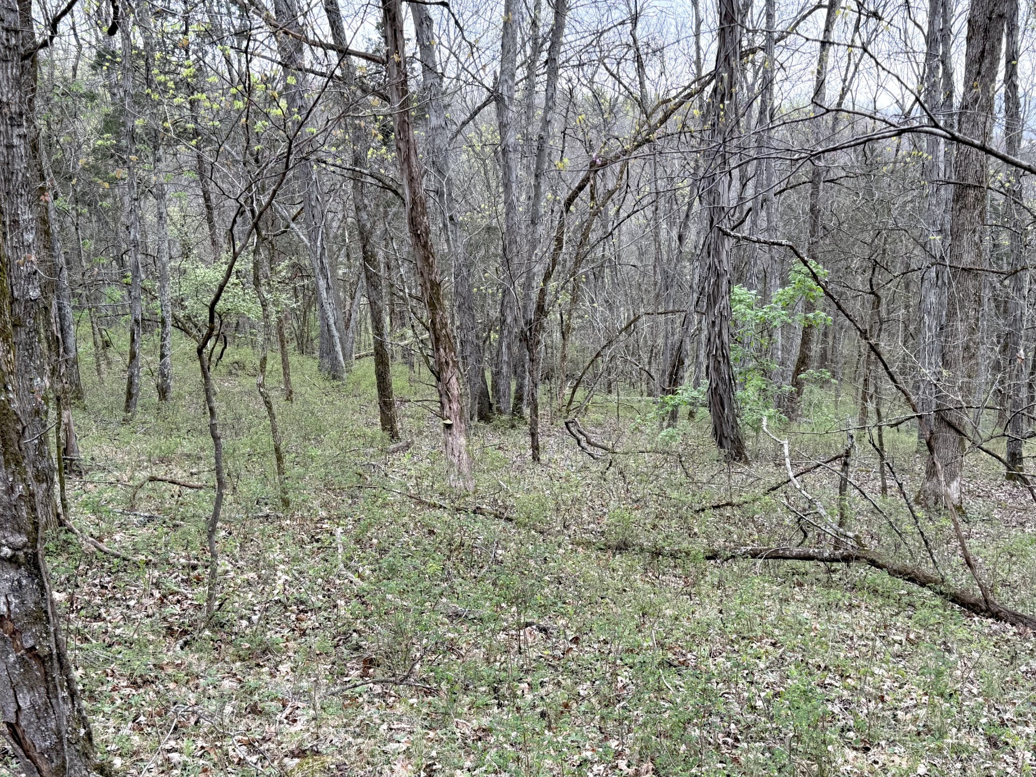 0 Saddle Lane Hartsville TN 37074