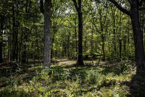 0 Maple Lane Franklin TN 37067