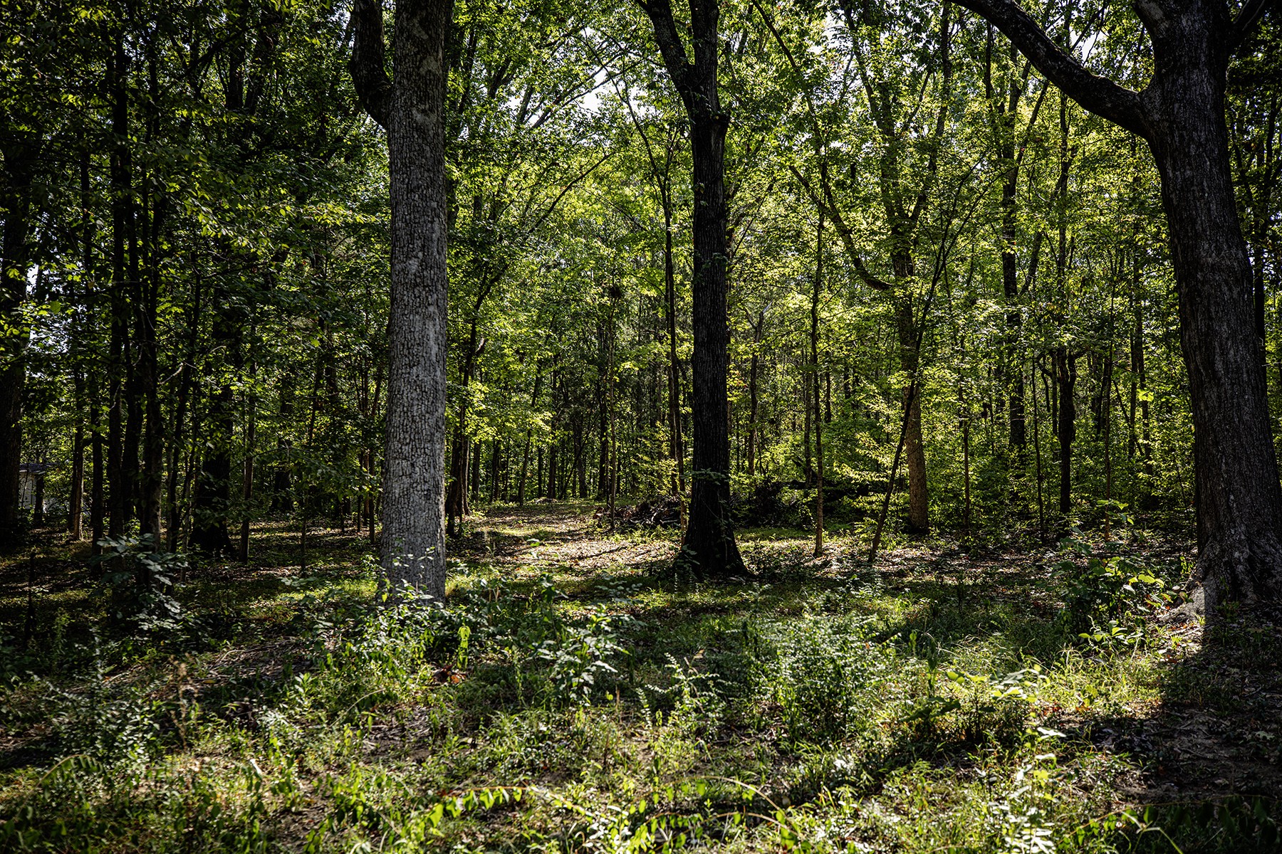 0 Maple Lane Franklin TN 37067