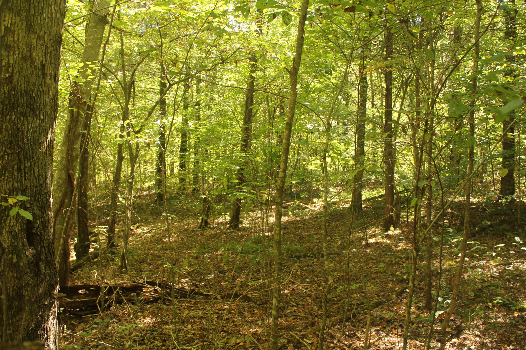0 Puncheon Creek Road Lafayette TN 37083