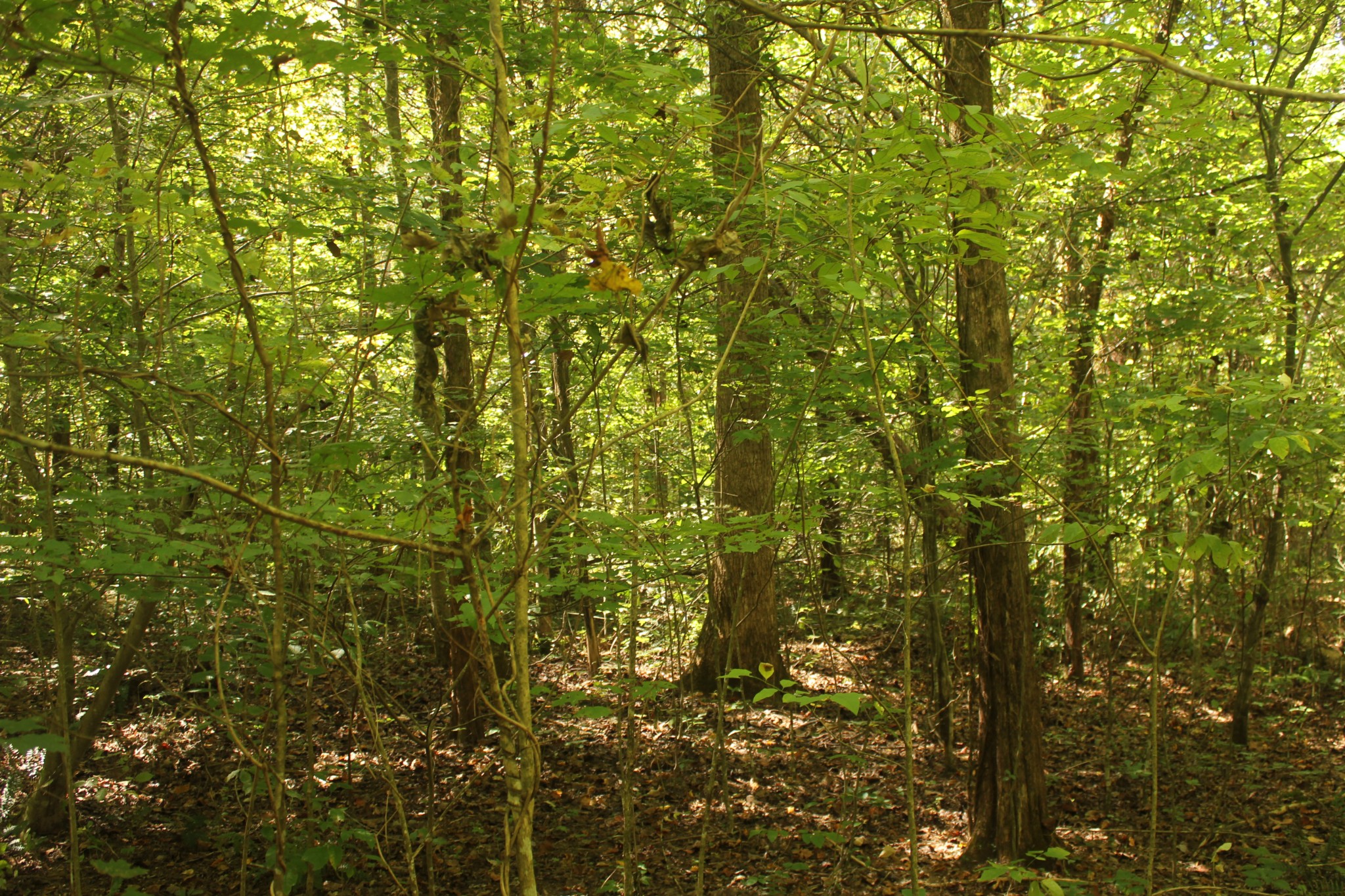 0 Puncheon Creek Road Lafayette TN 37083
