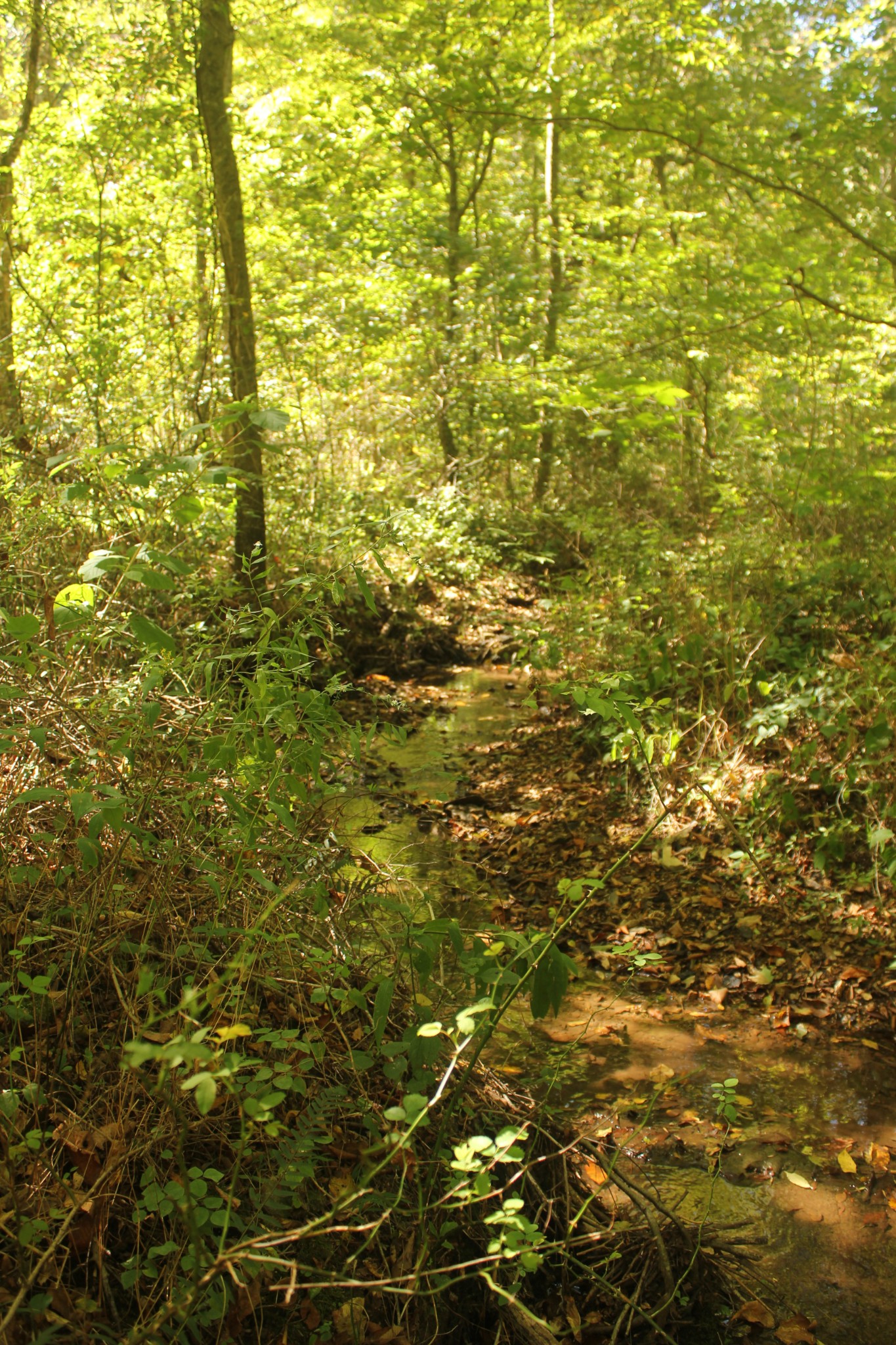 0 Puncheon Creek Road Lafayette TN 37083