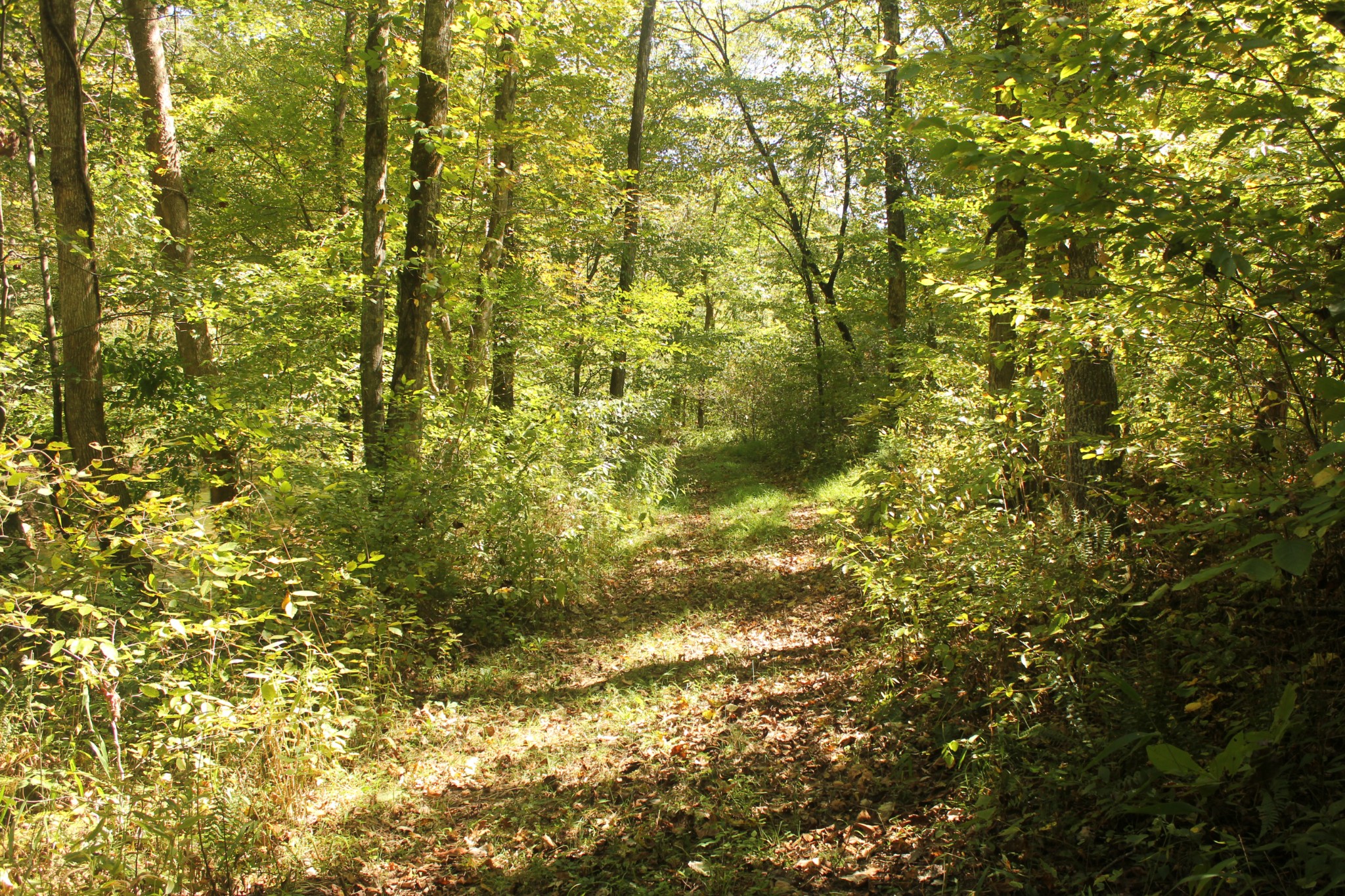 0 Puncheon Creek Road Lafayette TN 37083