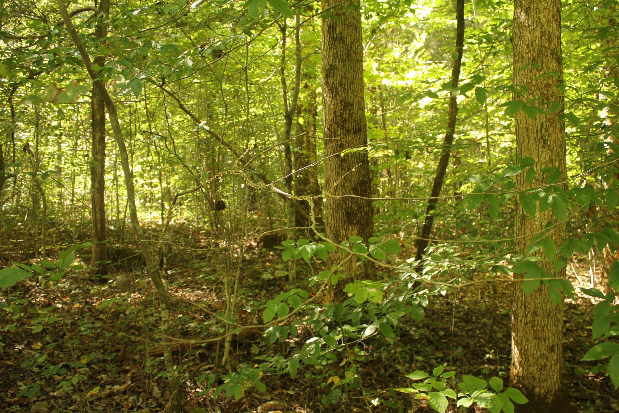 0 Puncheon Creek Road Lafayette TN 37083