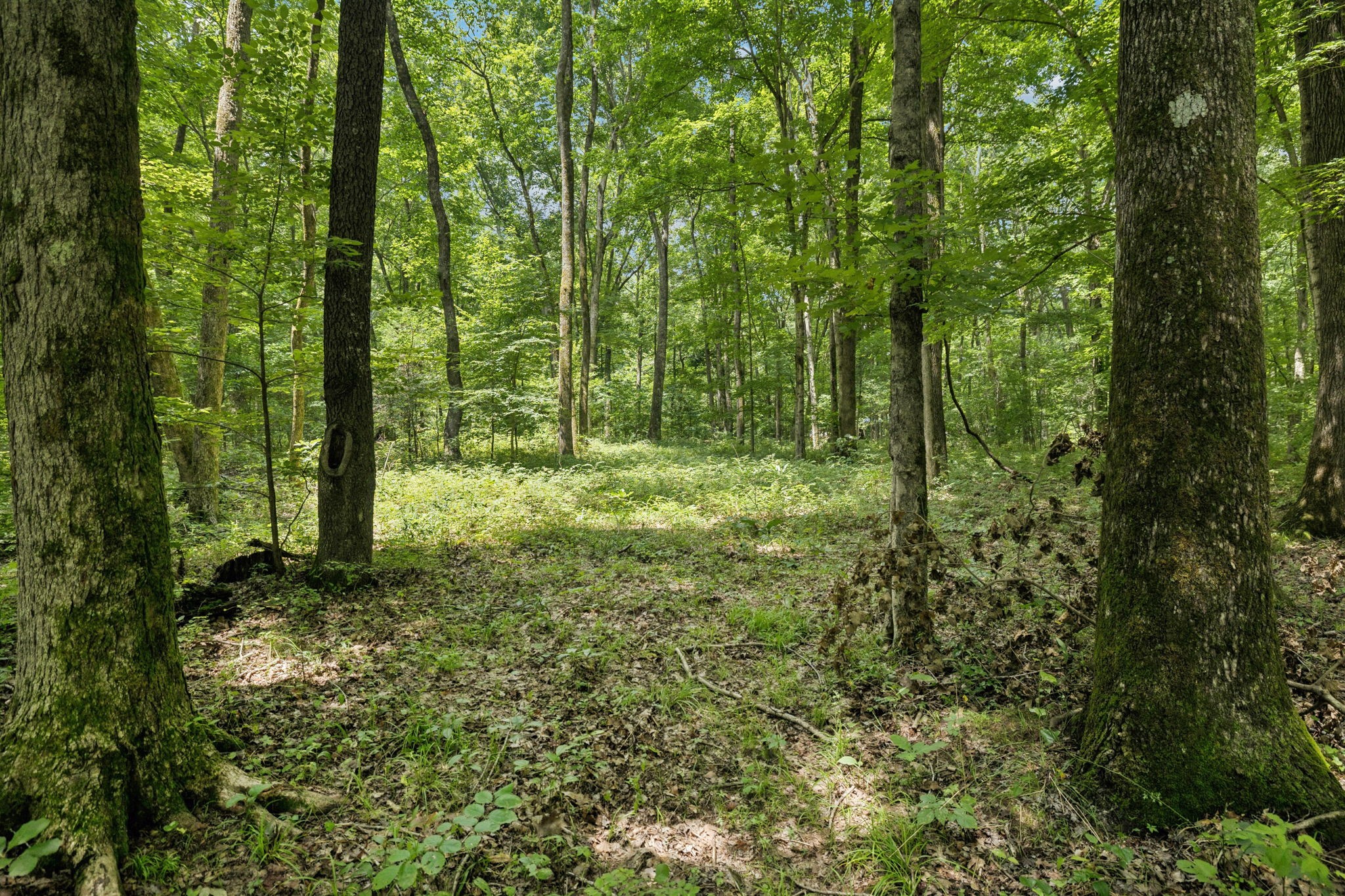 0 Deer Creek Road Mc Ewen TN 37101