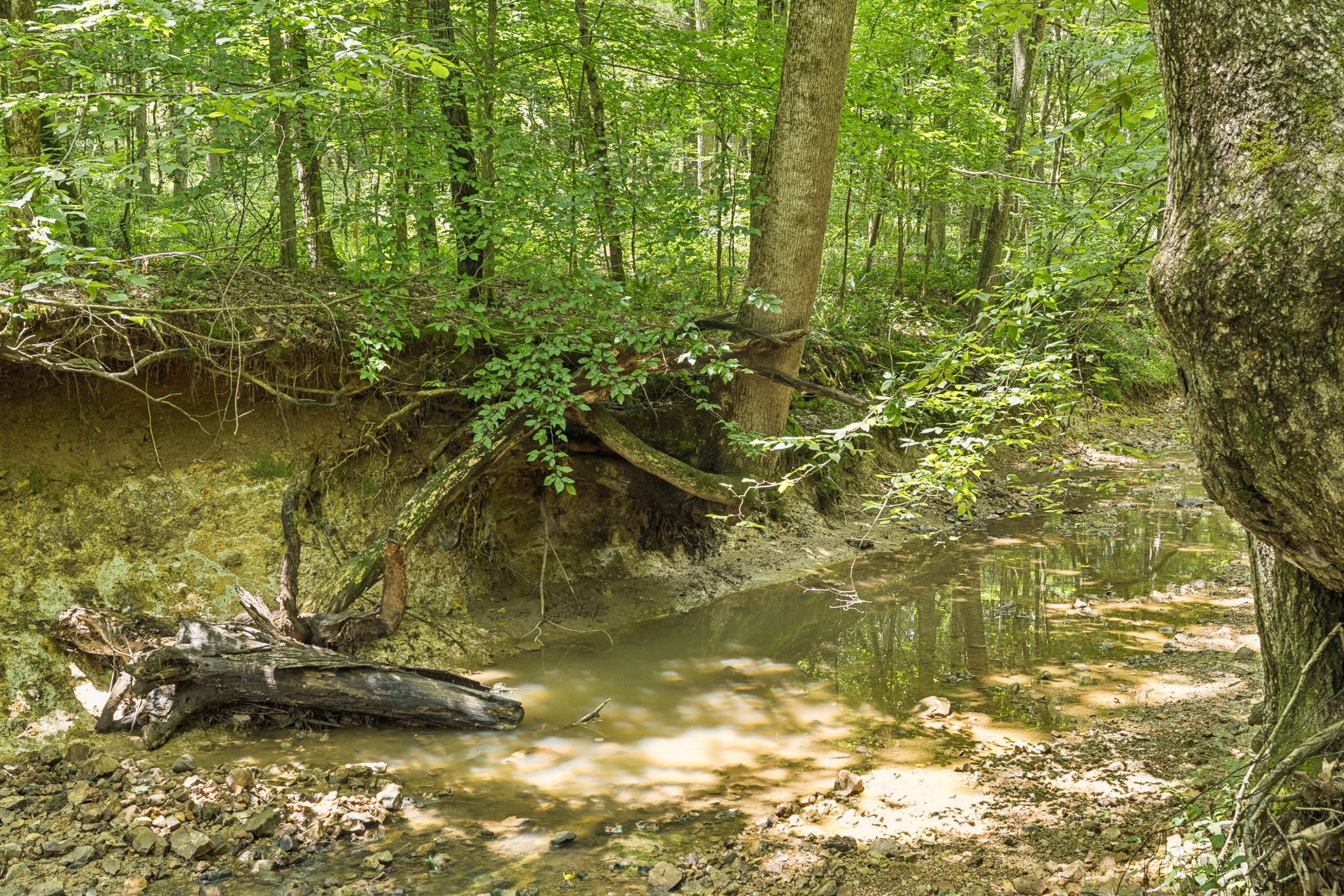 0 Deer Creek Road Mc Ewen TN 37101