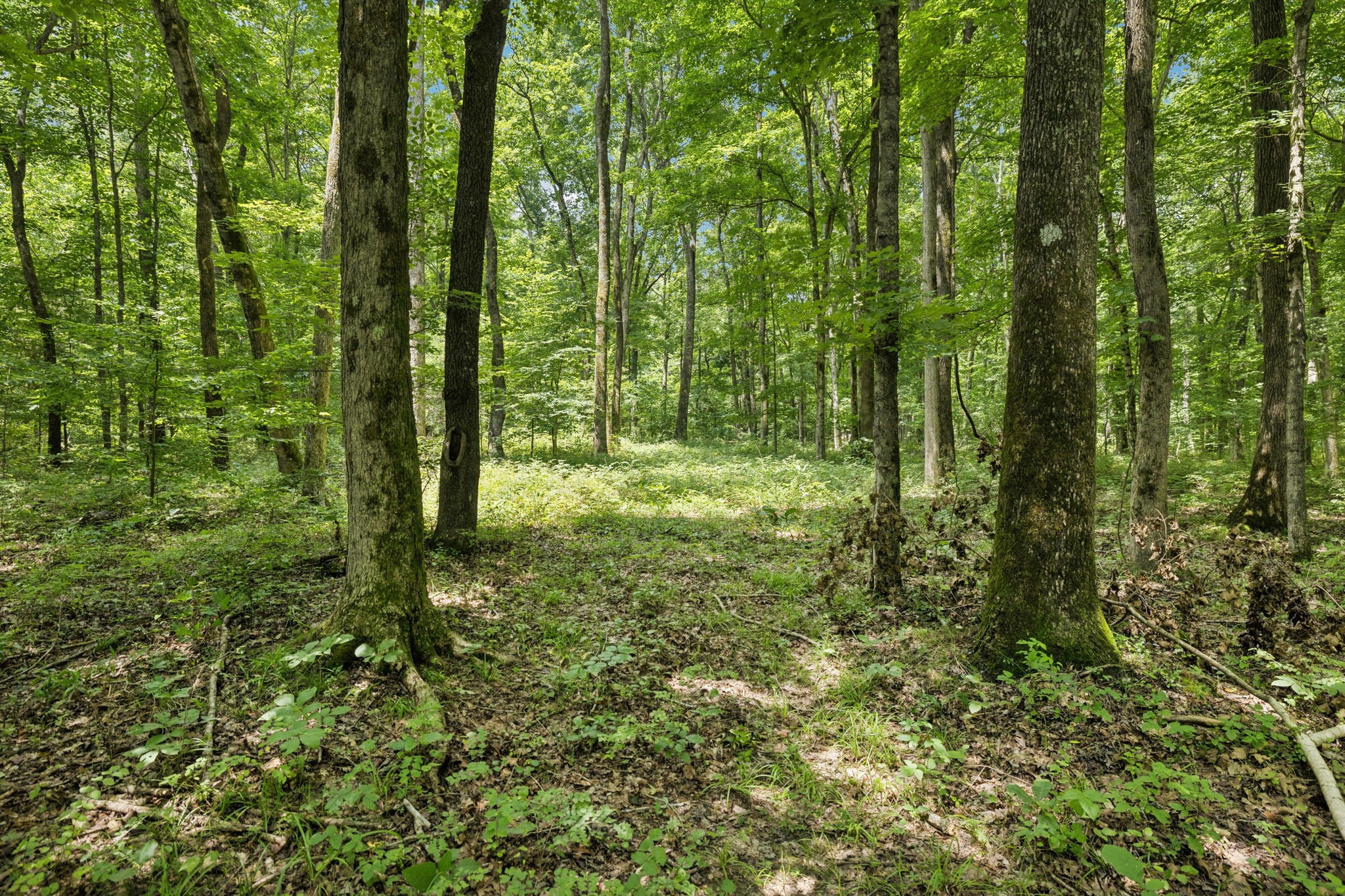 0 Deer Creek Road Mc Ewen TN 37101