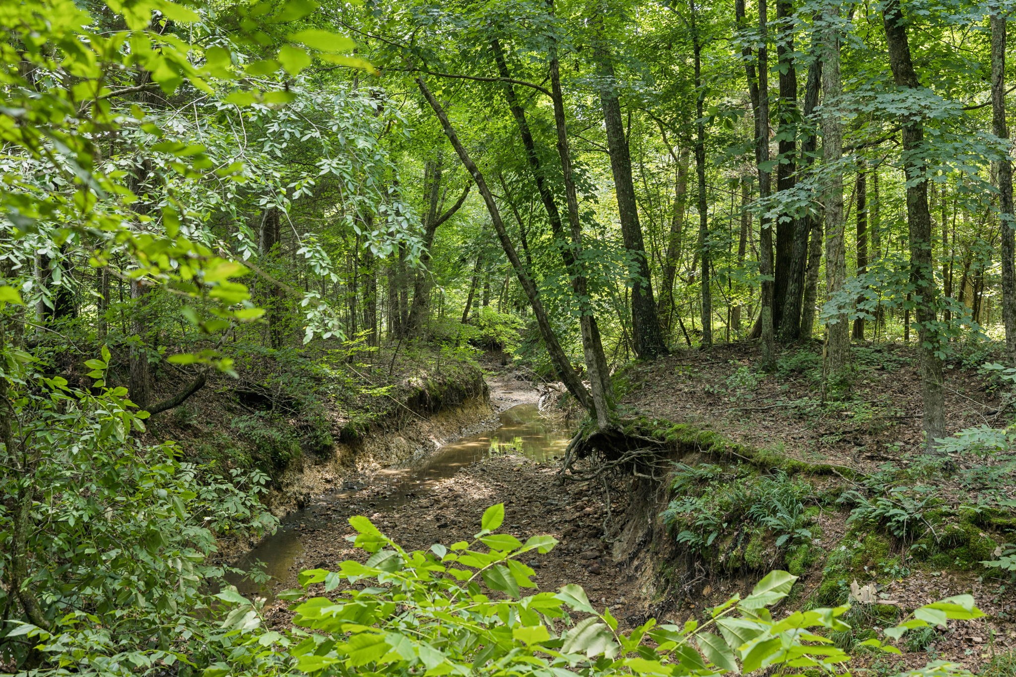 0 Deer Creek Road Mc Ewen TN 37101