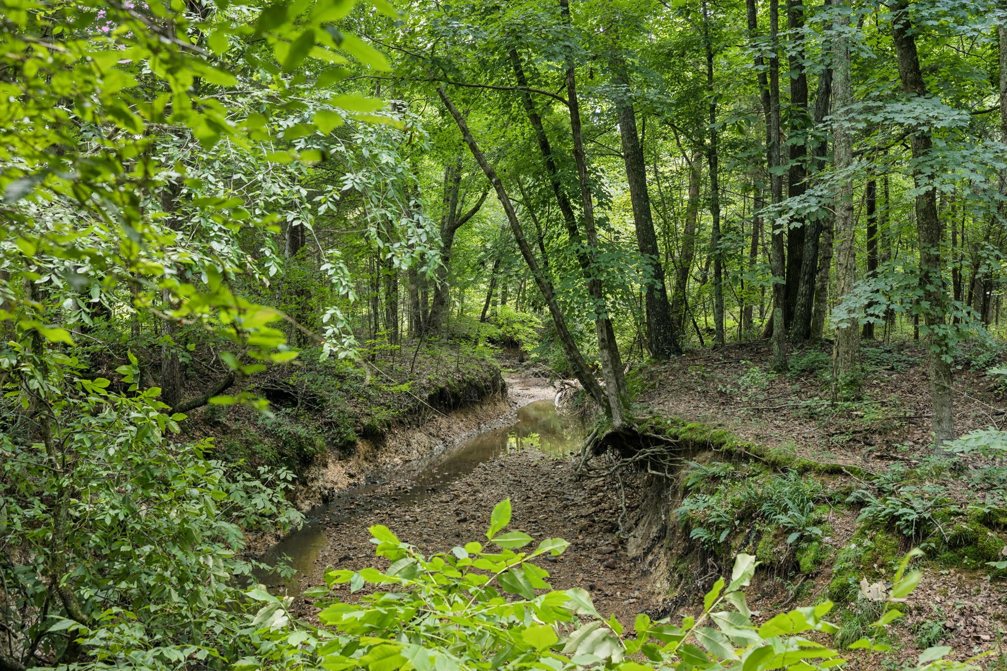 0 Deer Creek Road Mc Ewen TN 37101