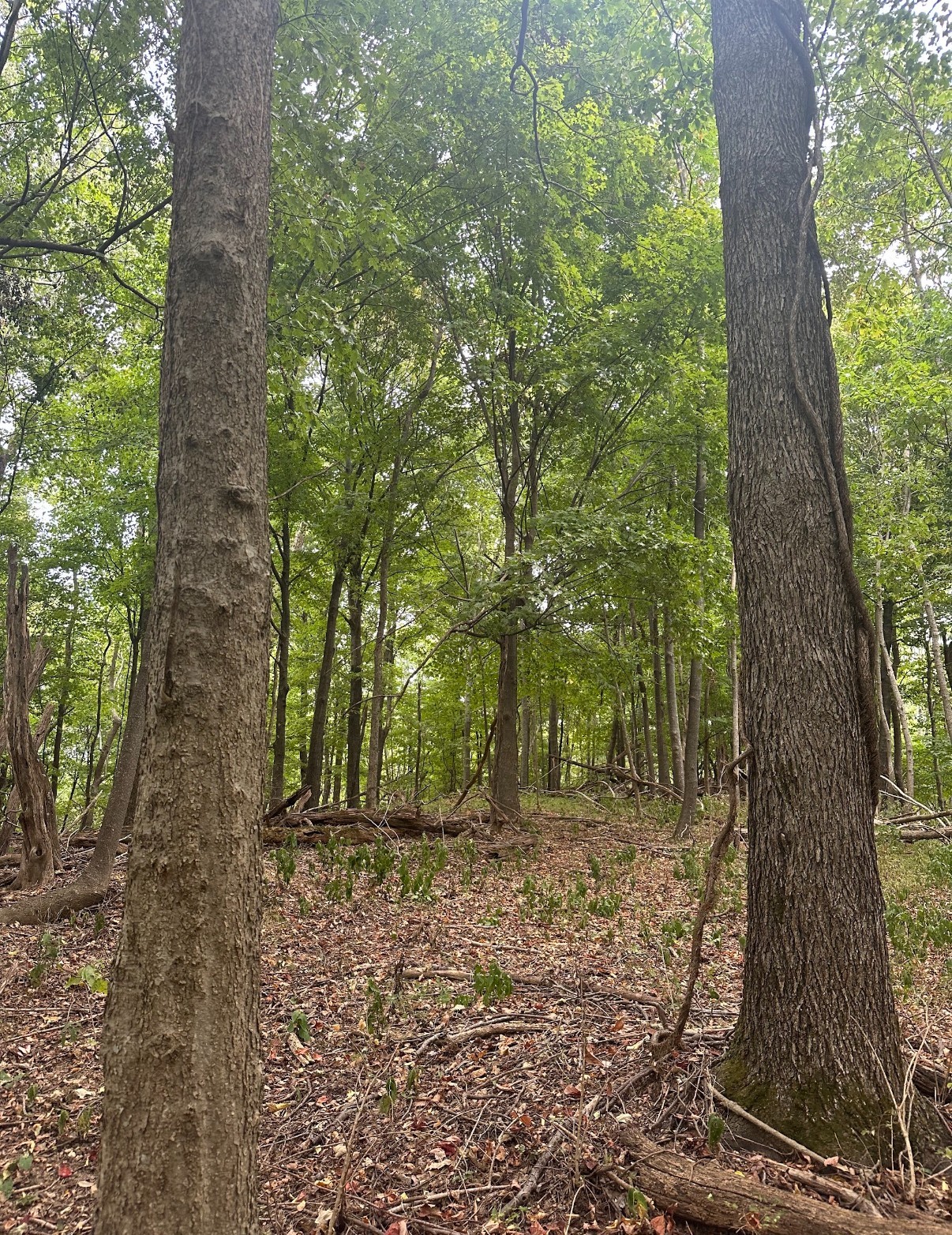 20 Cedar Bluff Road Lafayette TN 37083