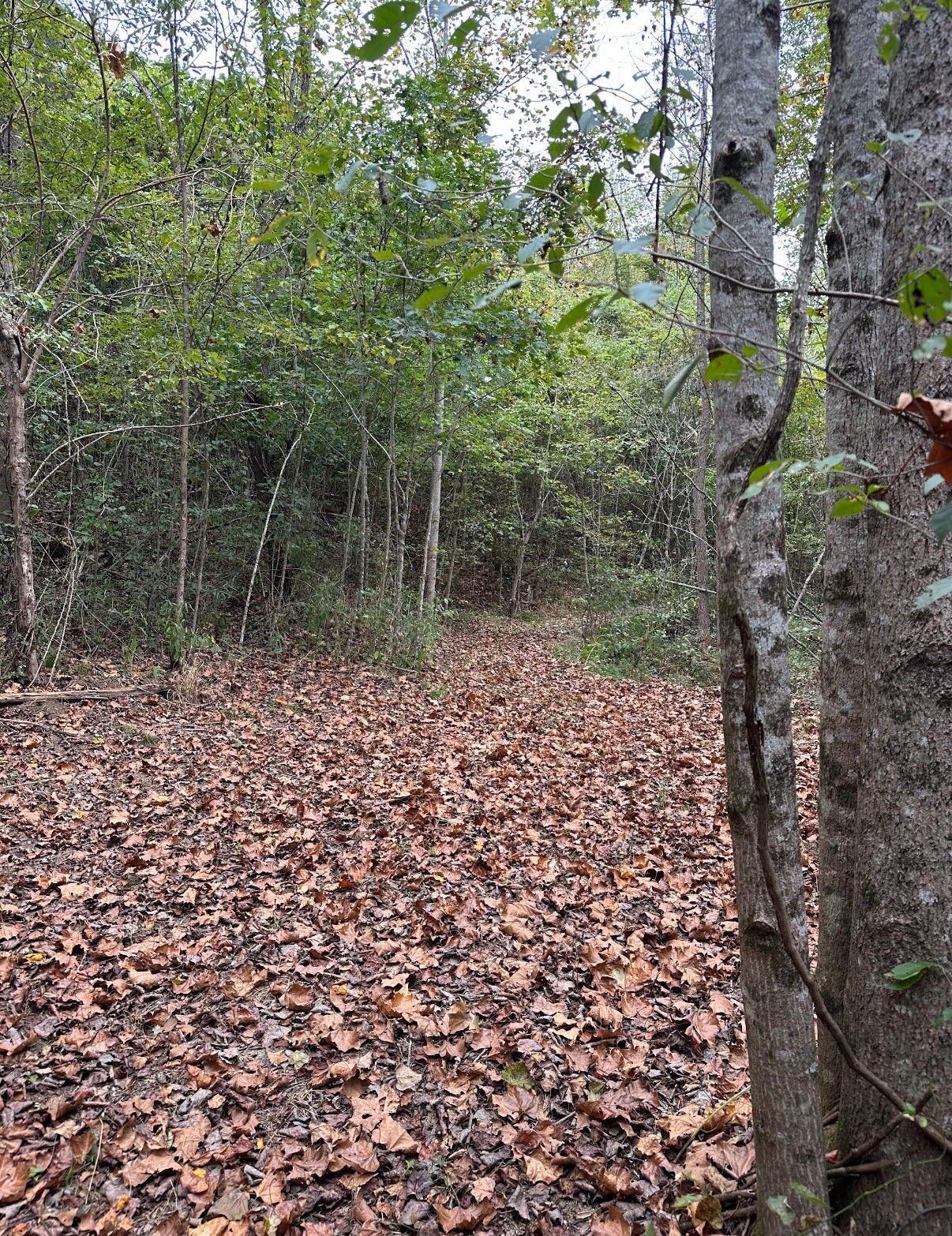20 Cedar Bluff Road Lafayette TN 37083