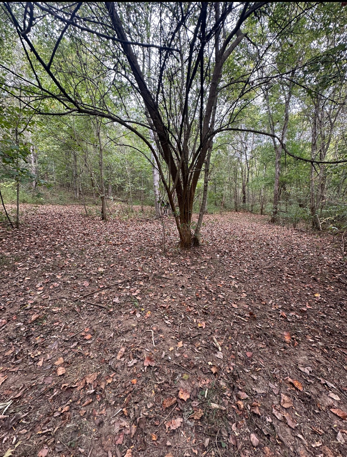 20 Cedar Bluff Road Lafayette TN 37083