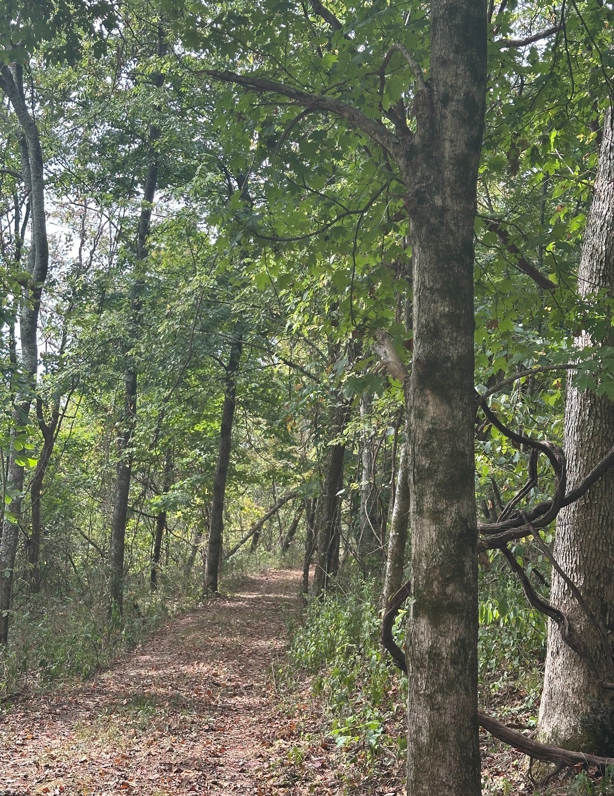 20 Cedar Bluff Road Lafayette TN 37083
