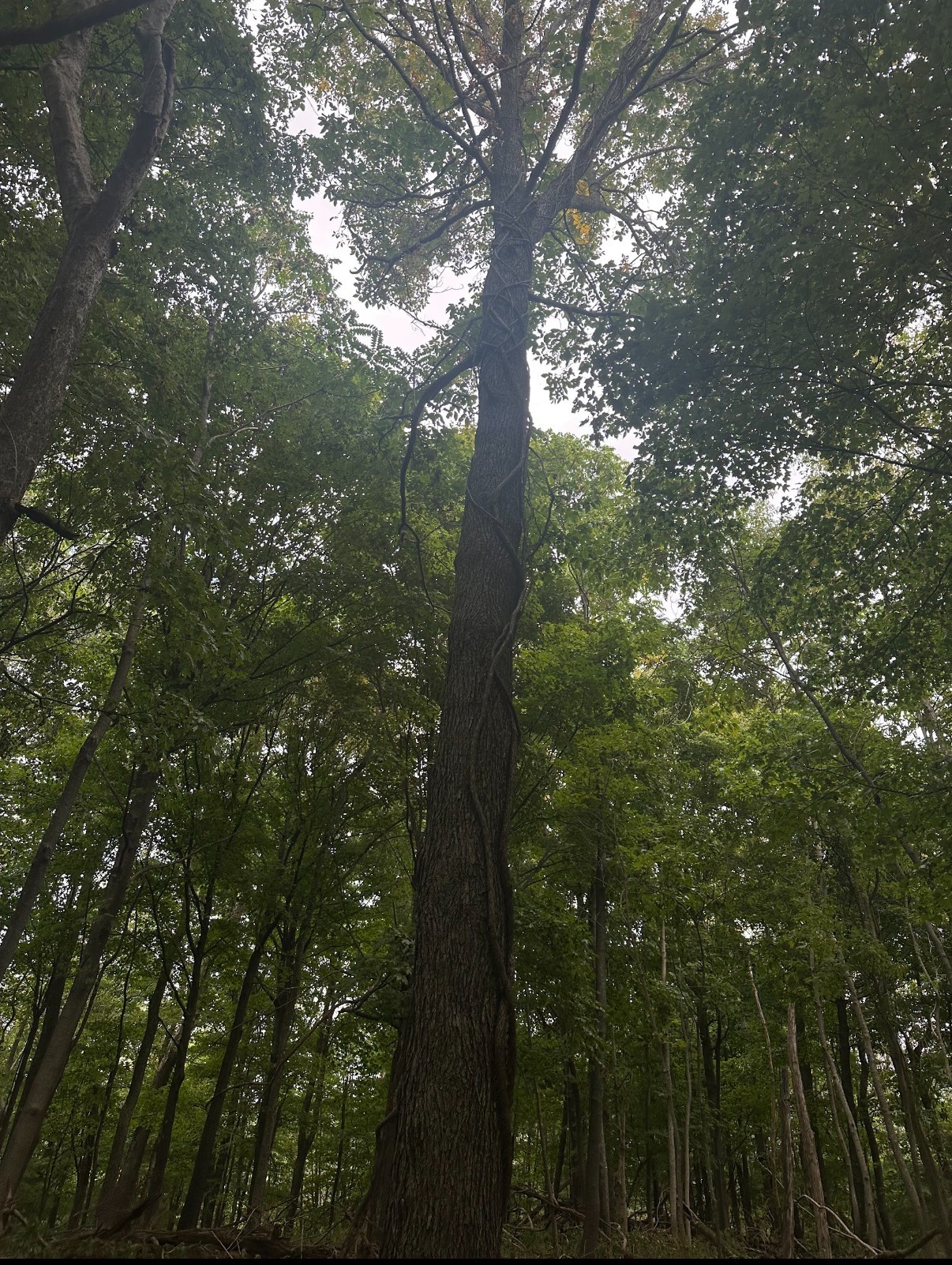 20 Cedar Bluff Road Lafayette TN 37083