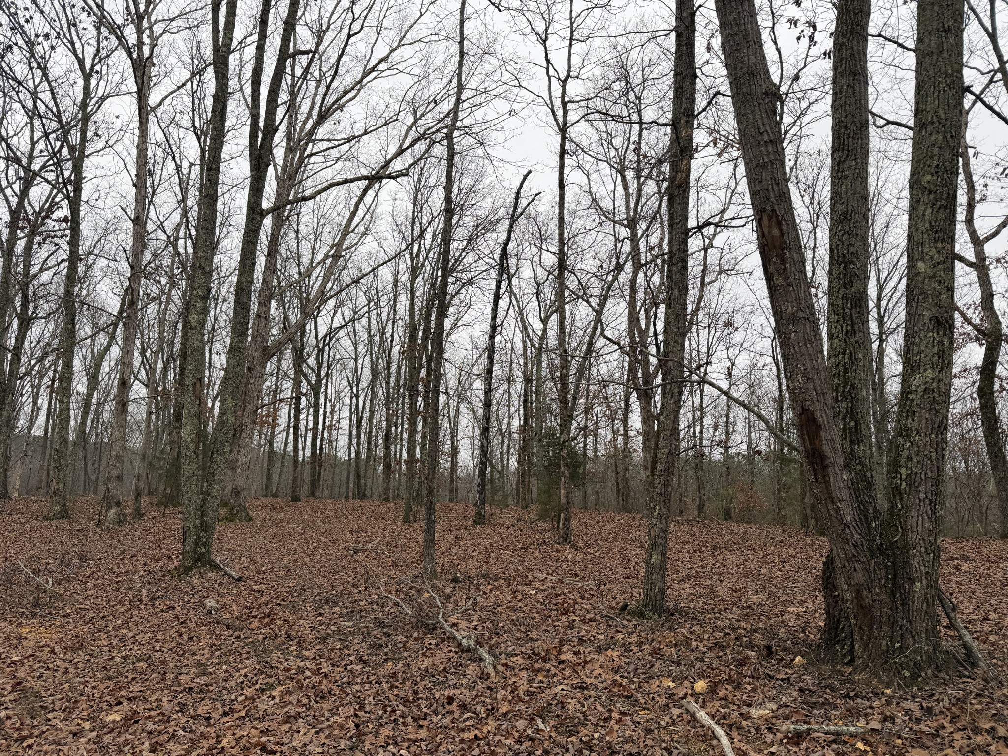 0 Highway 50 East Centerville TN 37033
