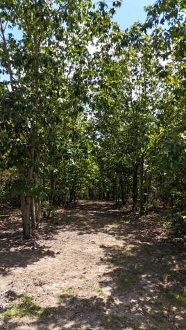 113 Chestnut Drive Linden TN 37096