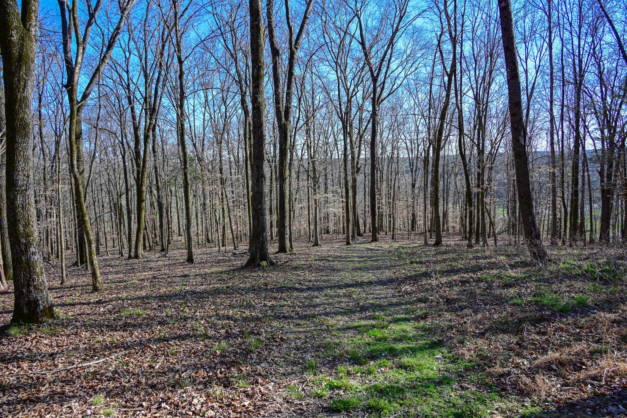 317 Highway 100 Centerville TN 37033