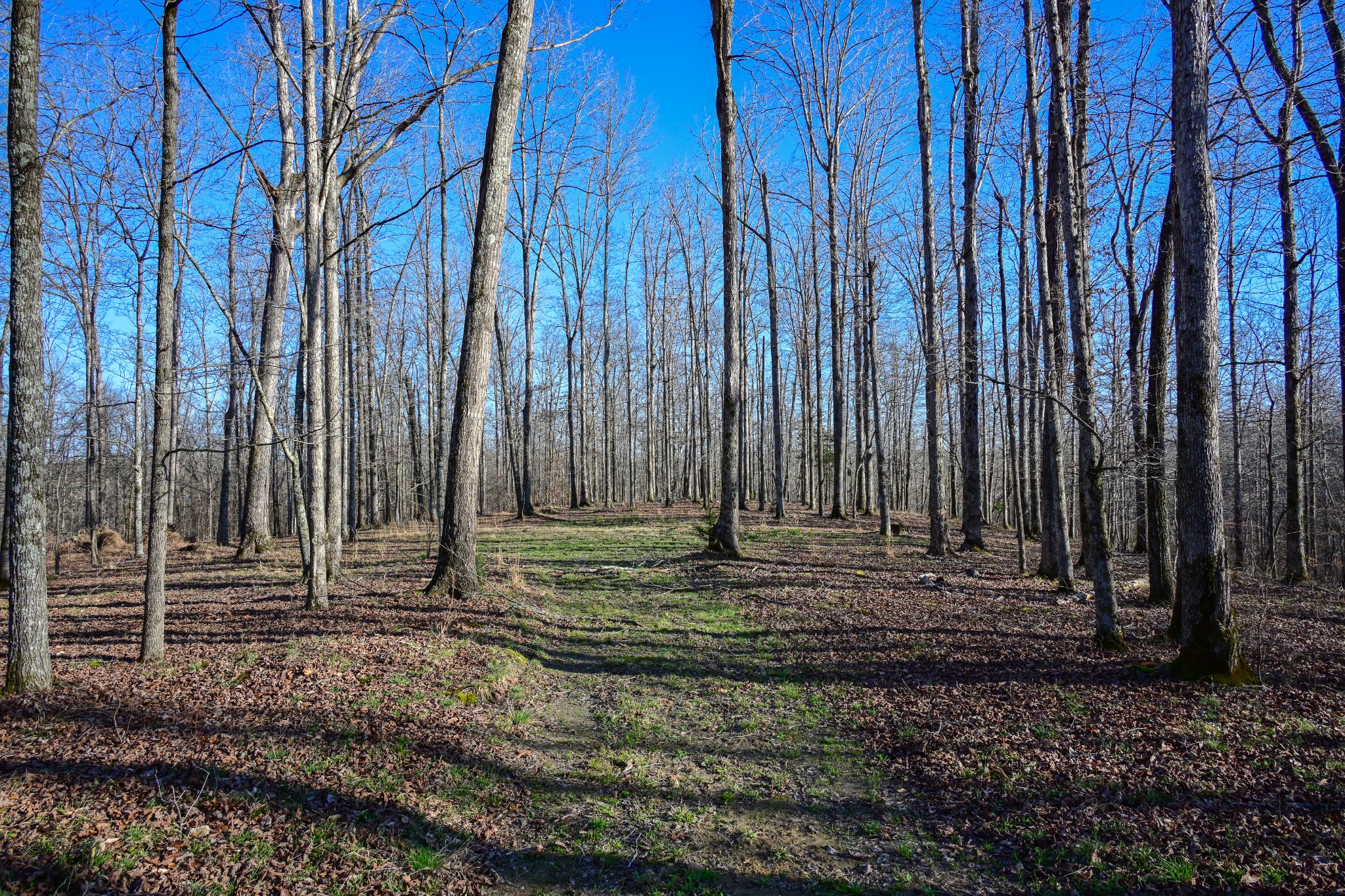 317 Highway 100 Centerville TN 37033