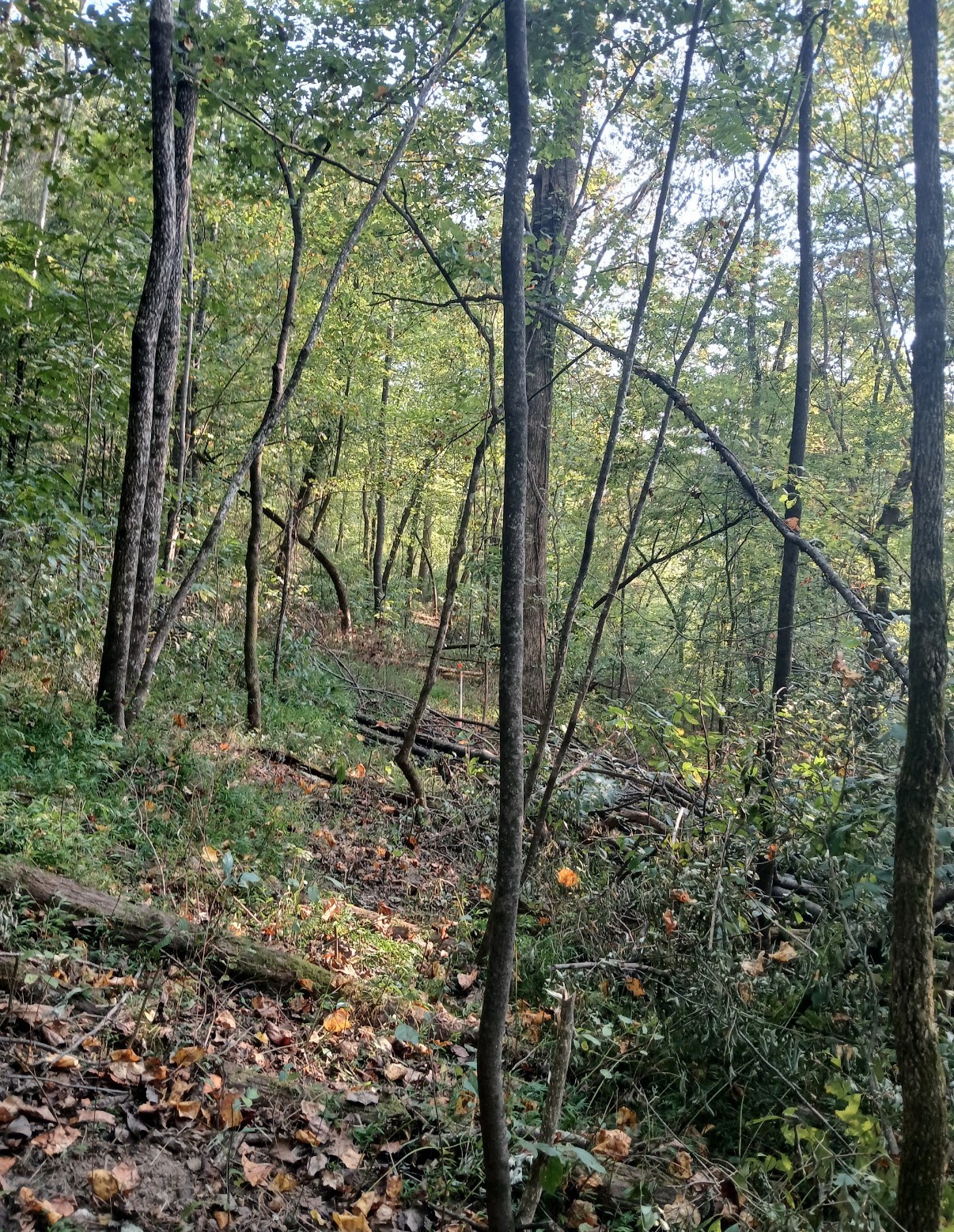 10 Cedar Bluff Road Lafayette TN 37083