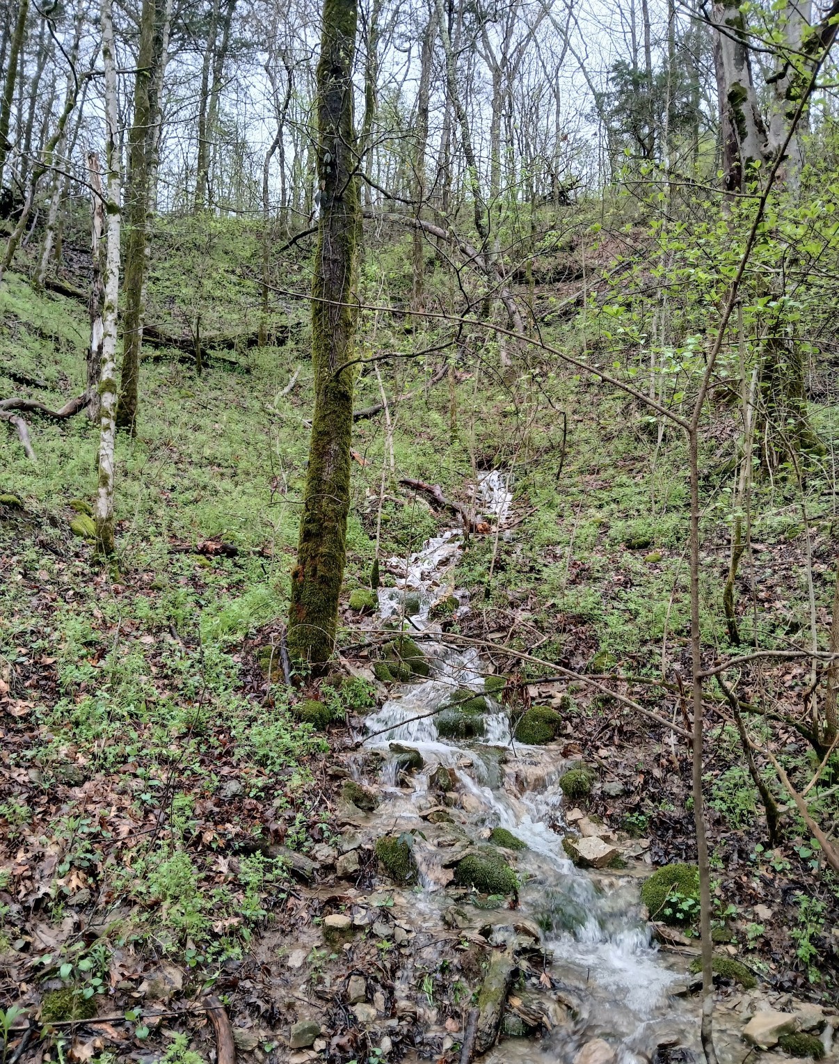 10 Cedar Bluff Road Lafayette TN 37083