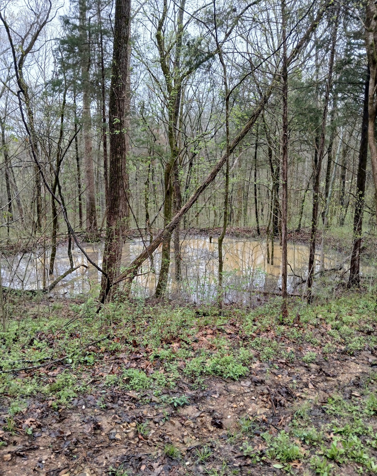 10 Cedar Bluff Road Lafayette TN 37083