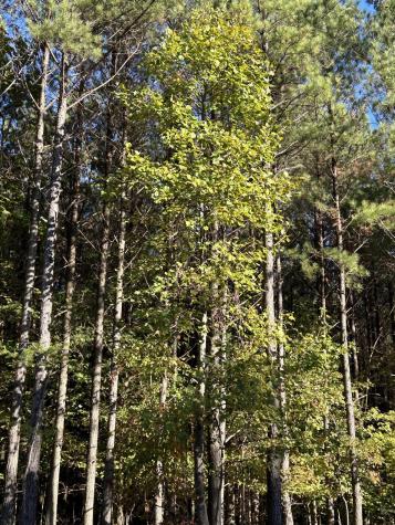 2035 Crockett Point Jasper TN 37347