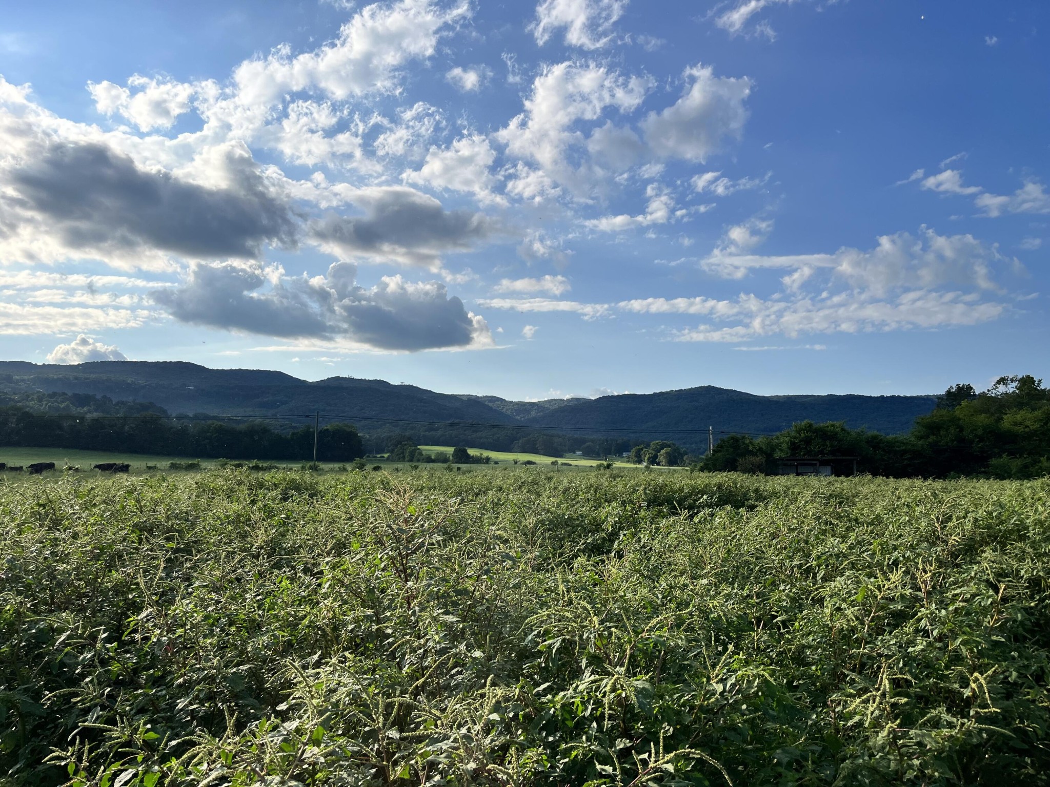0 Old State Highway 28 Pikeville TN 37367