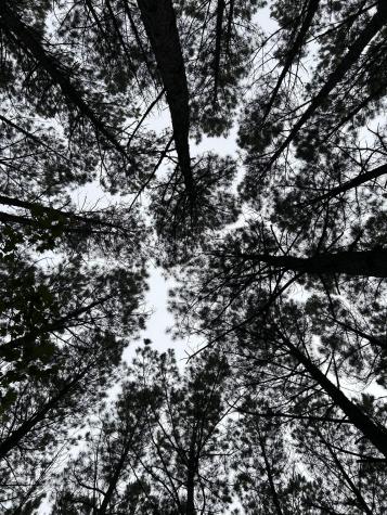 1771 Crockett Point Jasper TN 37347