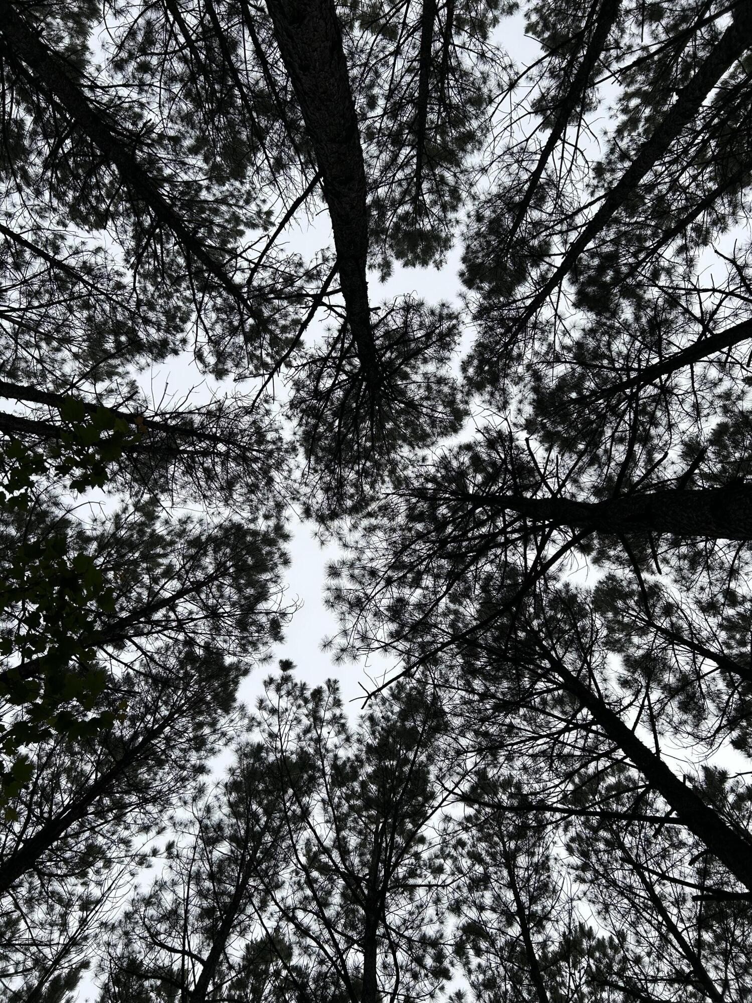 1771 Crockett Point Jasper TN 37347