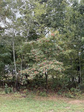 7305 Williamsport Court Fairview TN 37062