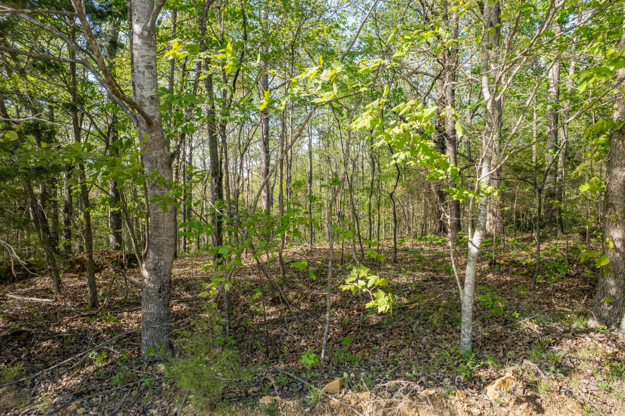 0 Chief Creek Road Lawrenceburg TN 38464