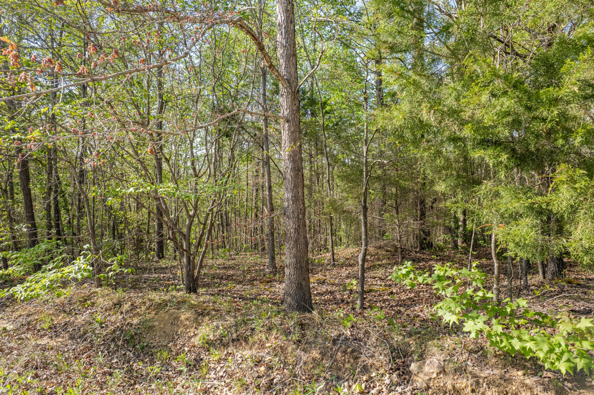0 Chief Creek Road Lawrenceburg TN 38464