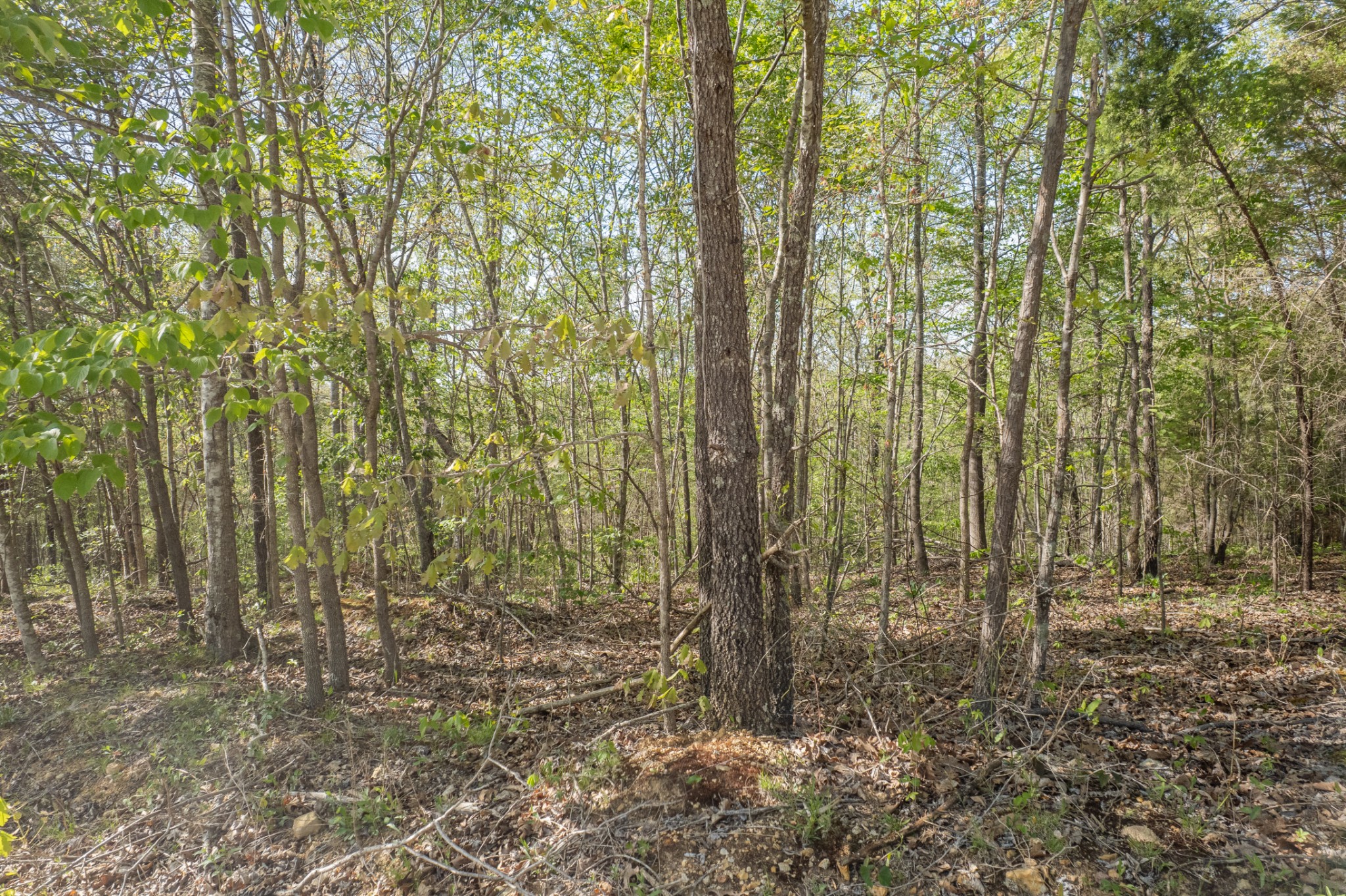 0 Chief Creek Road Lawrenceburg TN 38464