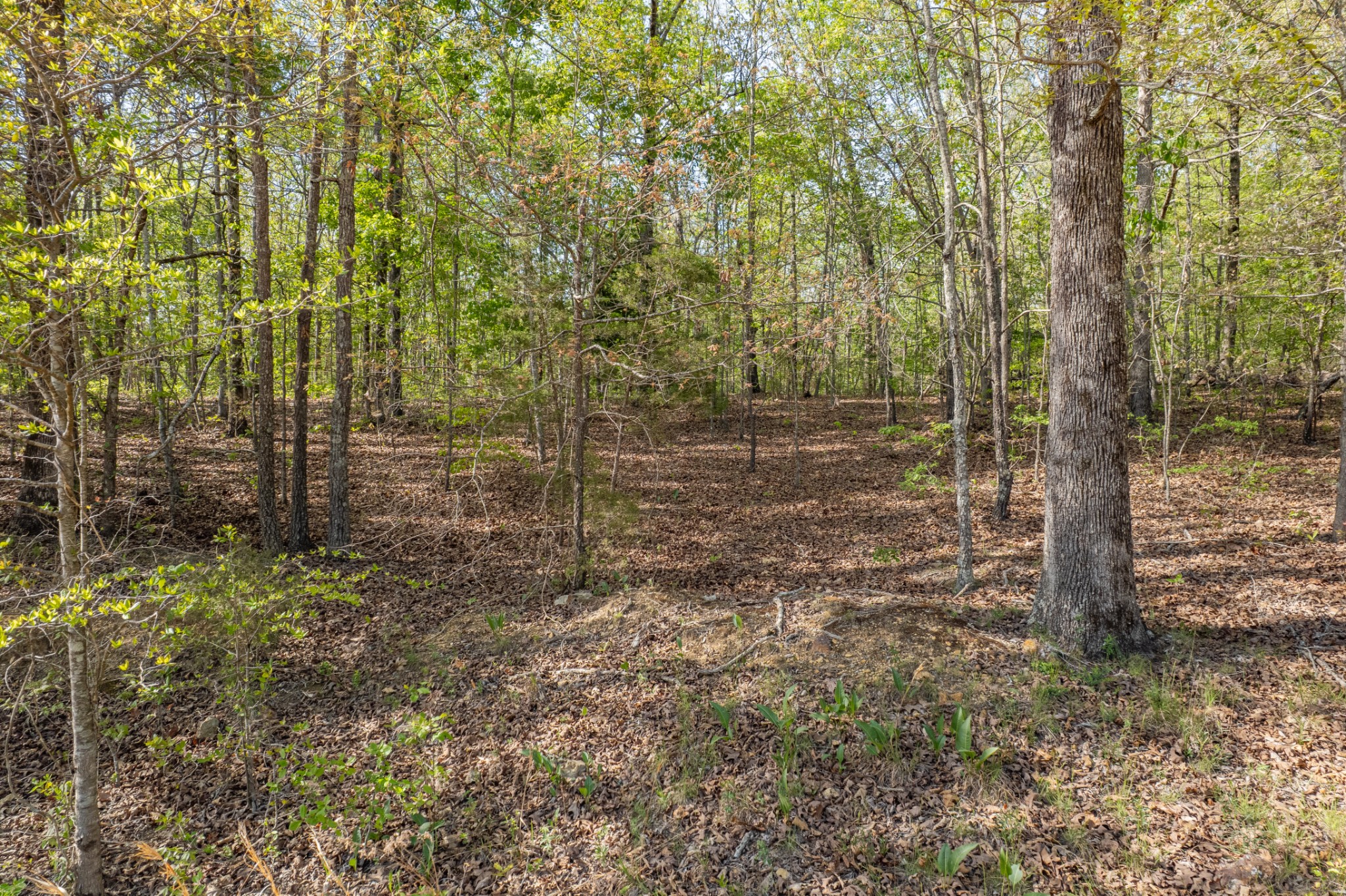 0 Chief Creek Road Lawrenceburg TN 38464