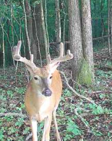 0 Oak Grove Road Belvidere TN 37306