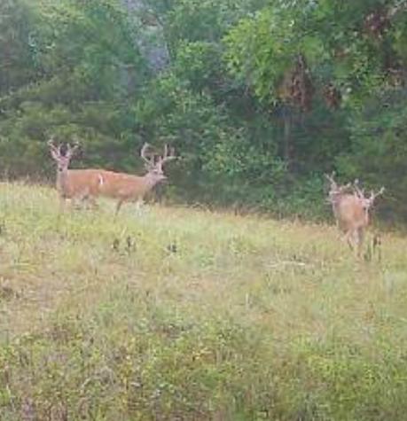 0 Oak Grove Road Belvidere TN 37306