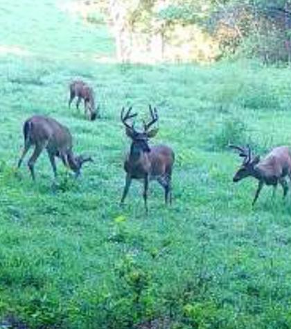 0 Oak Grove Road Belvidere TN 37306