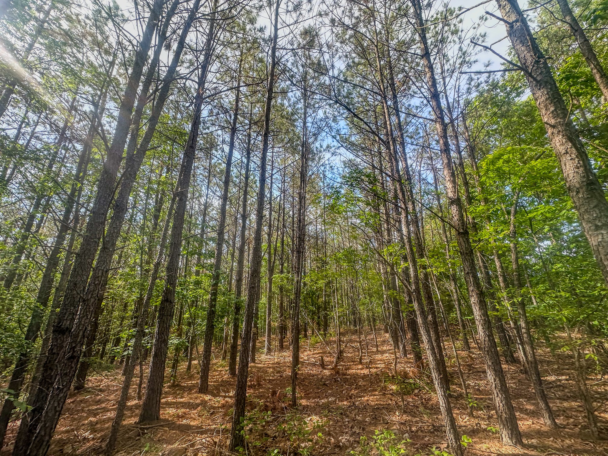 0 Darbytown Road Hohenwald TN 38462